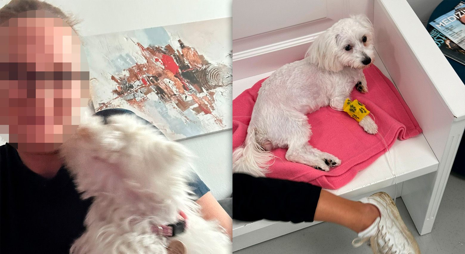 Heute.at - Kein Geld! Familie zittert nach Not-OP um Hündin Lola