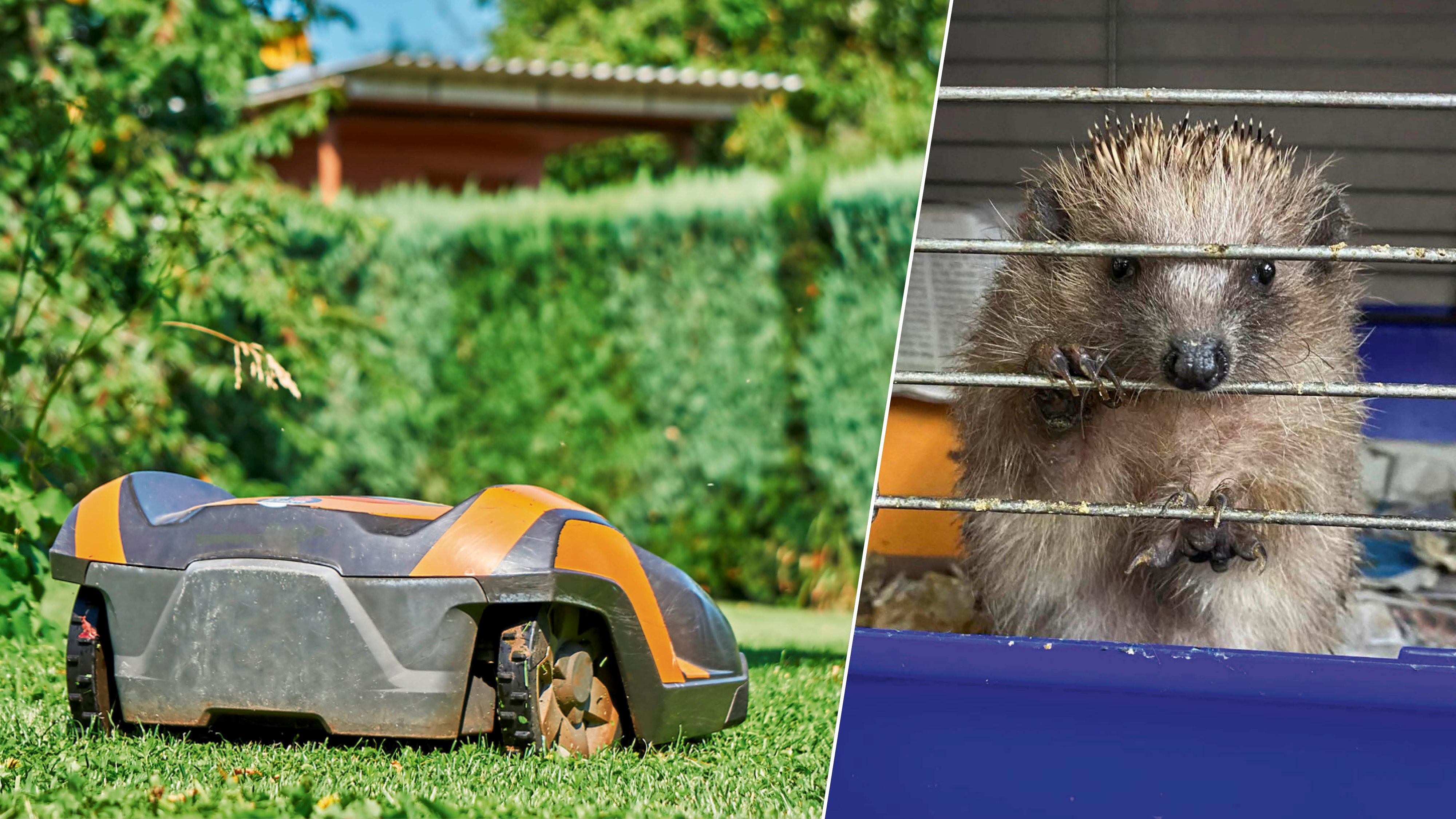 Weil Igel oft auch tagsüber unterwegs sind, stellen Mähroboter für die Stacheltiere eine lebensgefährliche Bedrohung dar.