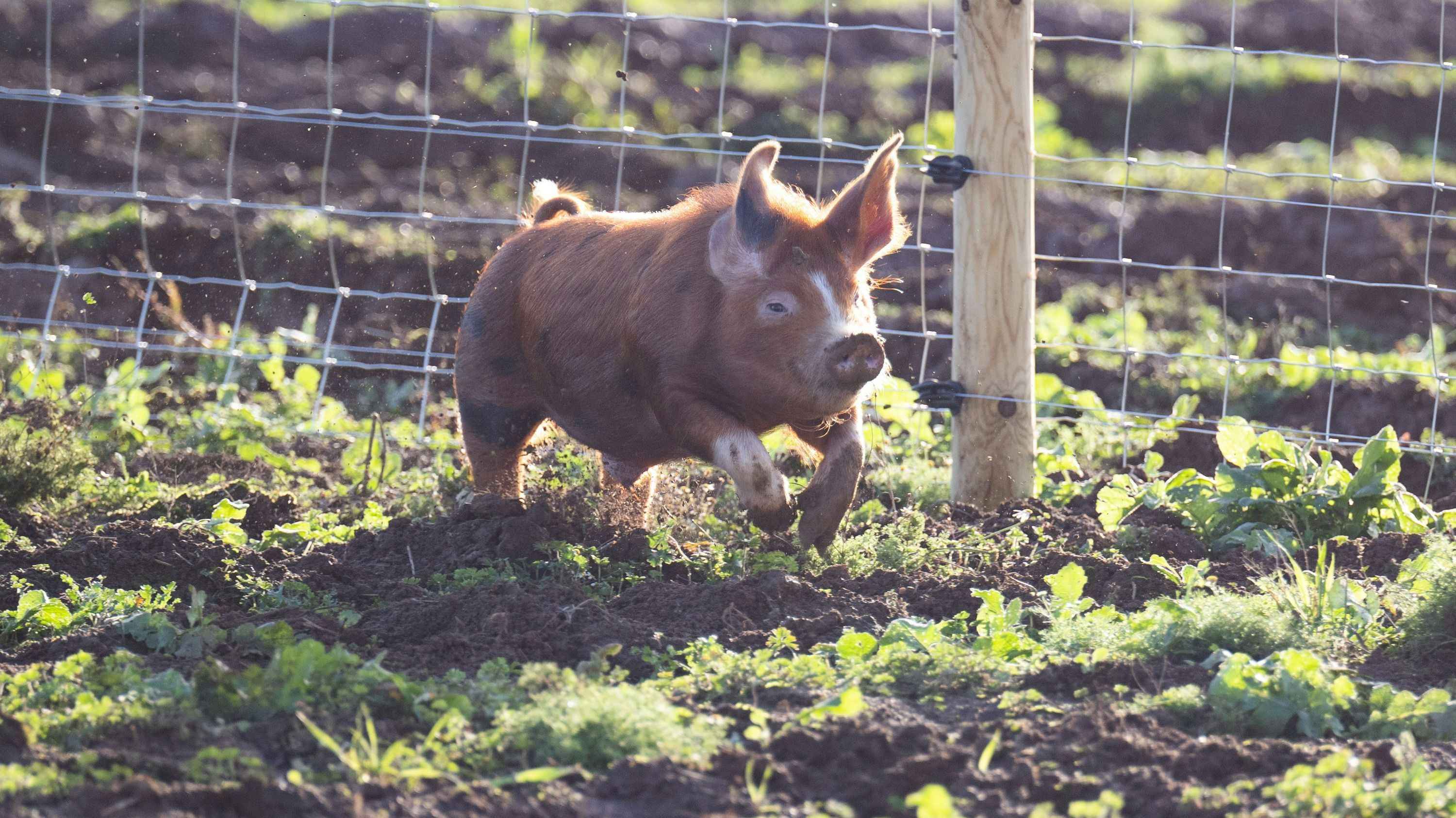 Ab 3. Mai auf Amazon Prime: die dritte Staffel von "Clarkson's Farm"
