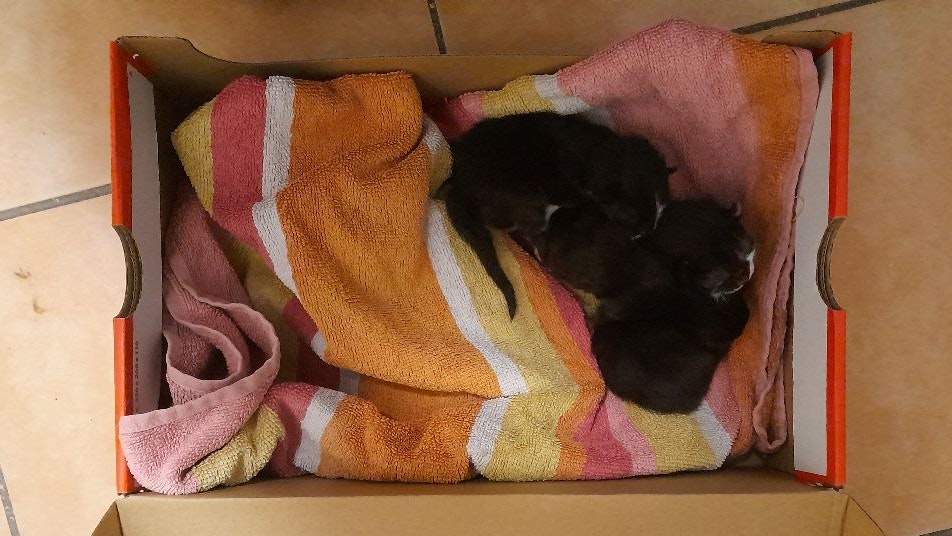 Von ursprünglich drei Kätzchen überlebte leider nur eines.