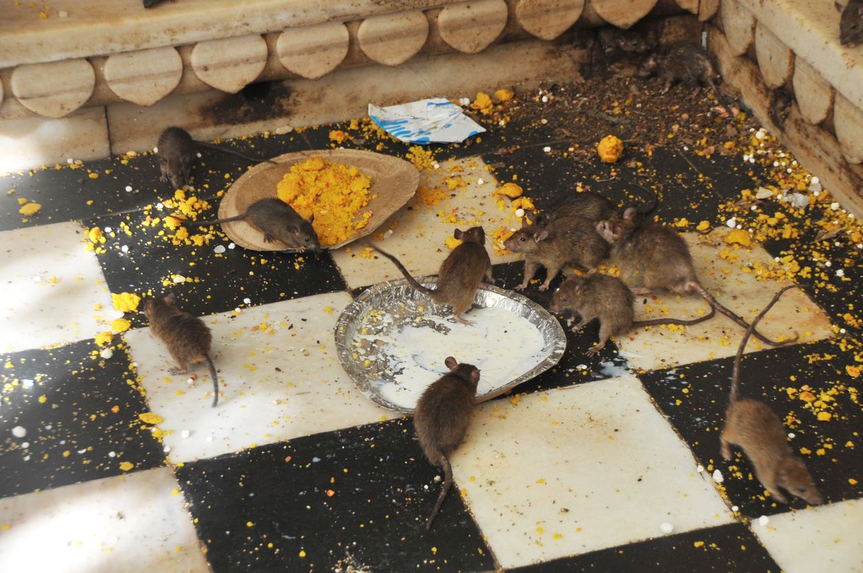 Im Karni Mata-Tempel im indischen Deshnoke leben rund 25.000 Ratten.