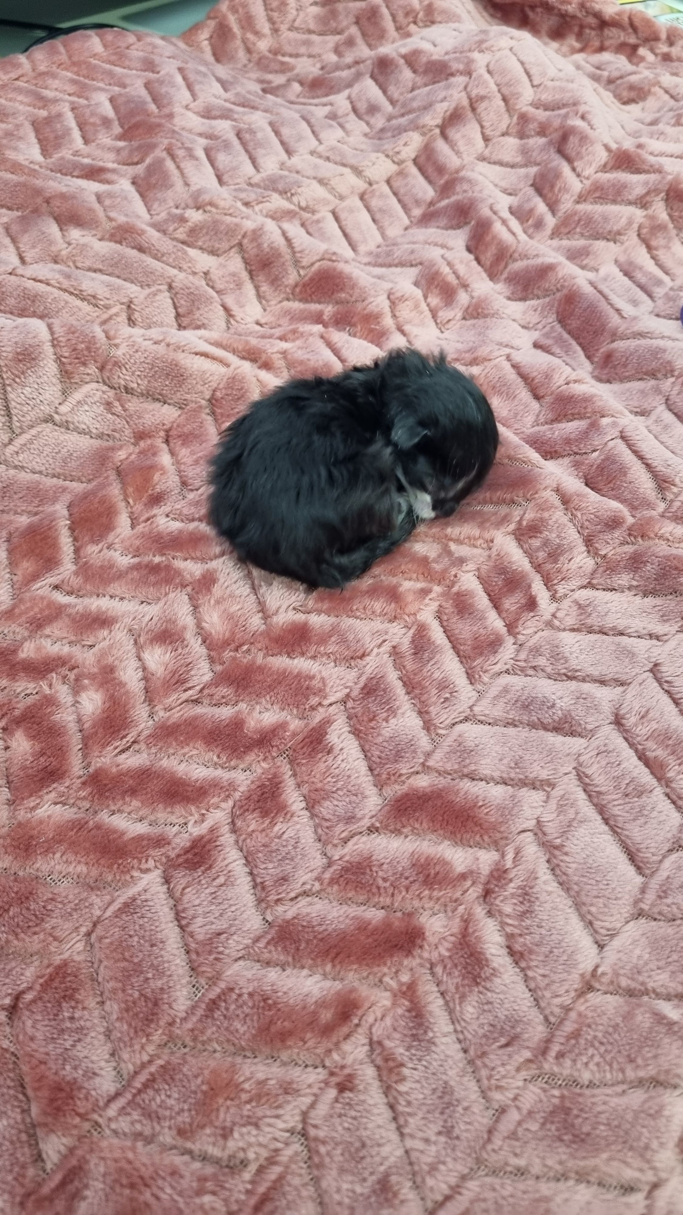 Dieses kleine Bauxi hat als einziges überlebt.