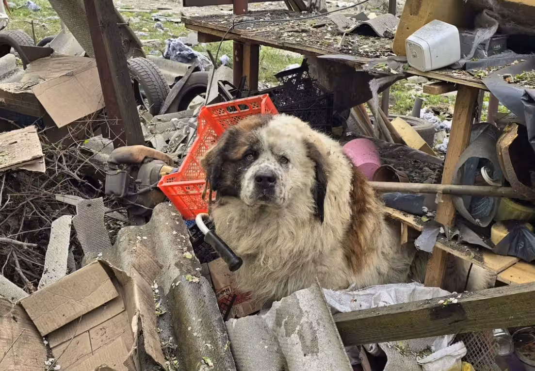 Der Hund Richard hat erneute Luftangriffe Russlands auf die Ukraine überlebt.