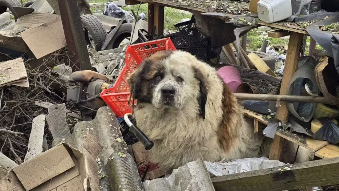 Der Hund Richard hat erneute Luftangriffe Russlands auf die Ukraine überlebt.