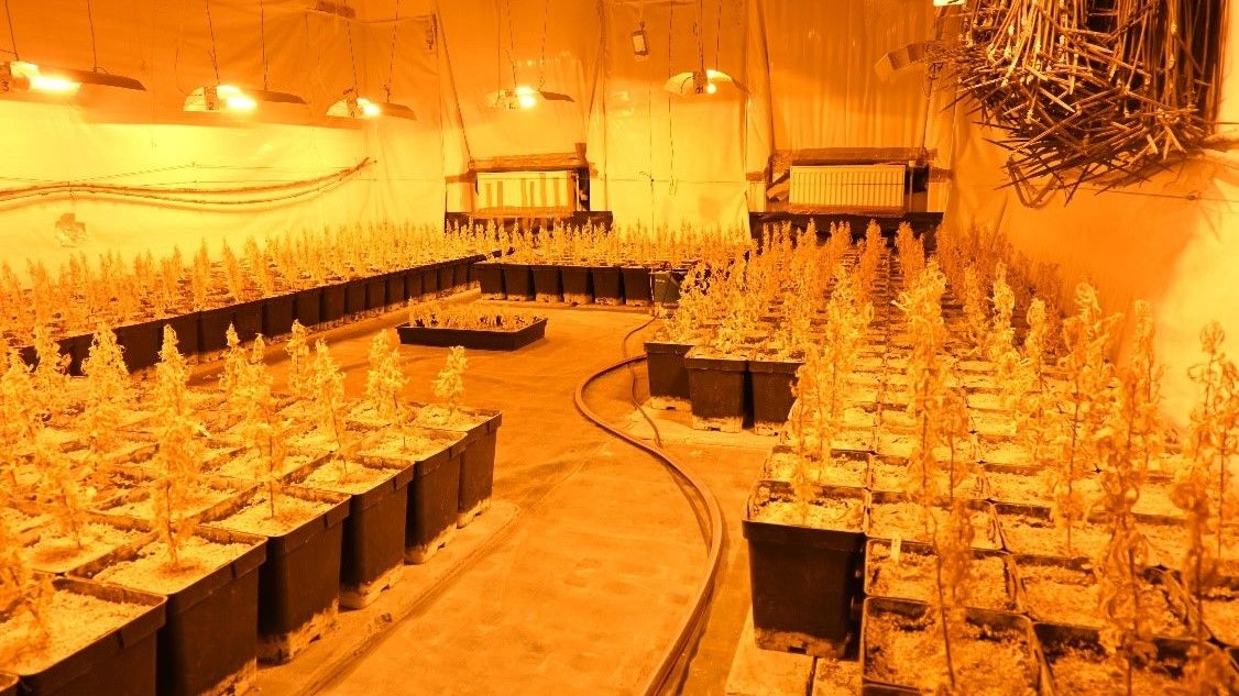 Durch Zufall wurde in Wien eine aufgelassene Cannabisaufzucht entdeckt. Die Pflanzen waren bereits vertrocknet und somit unbrauchbar. 