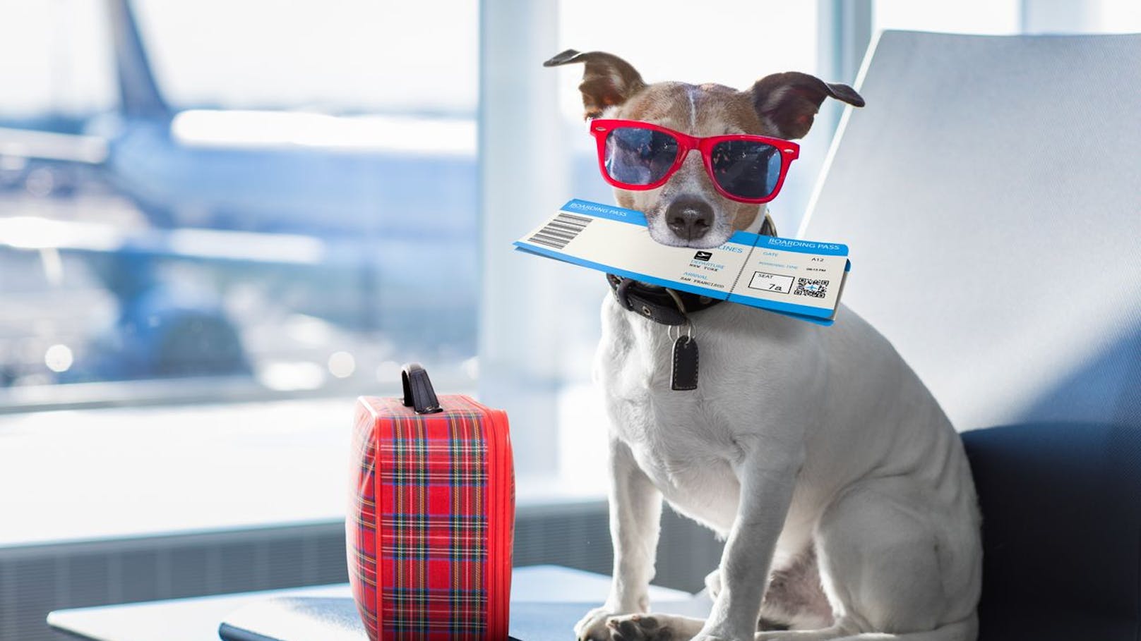 Ab Mai! So viel kostet die erste Airline für Hunde