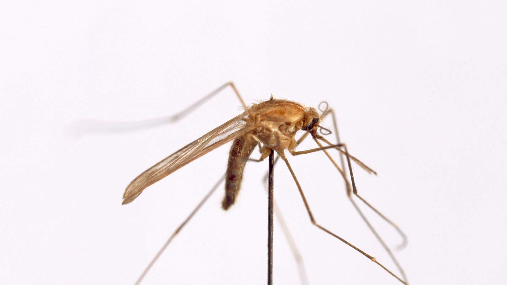 Forscher warnen: Malaria-Mücke in Italien aufgetaucht!