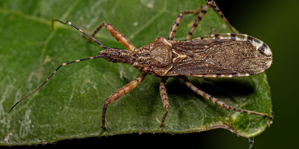 Die Raubwanze ist ebenfalls ein Überträger.