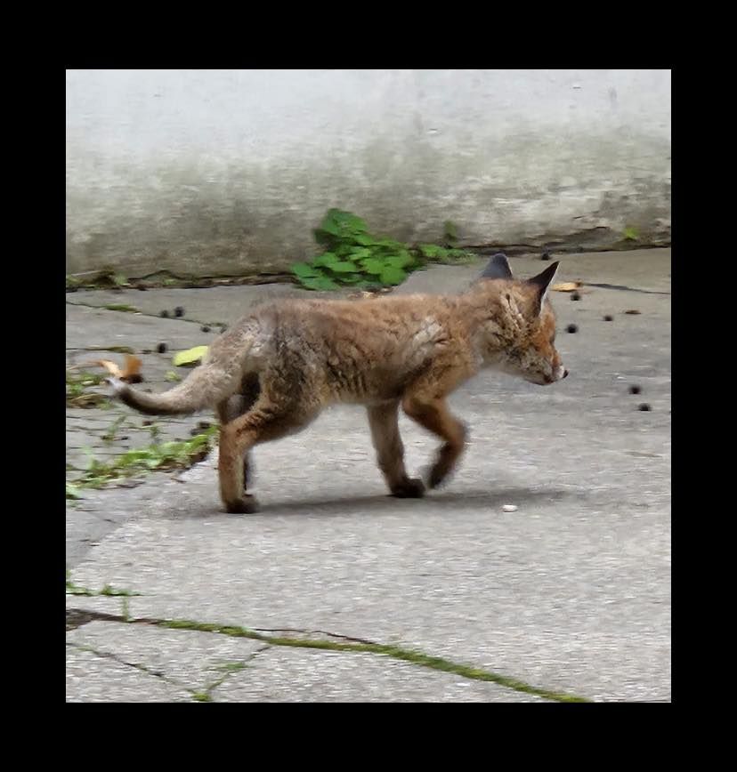Das kleine Füchslein wurde tagelang alleine gesichtet. Nun dürfte es seine Mutter wieder haben.