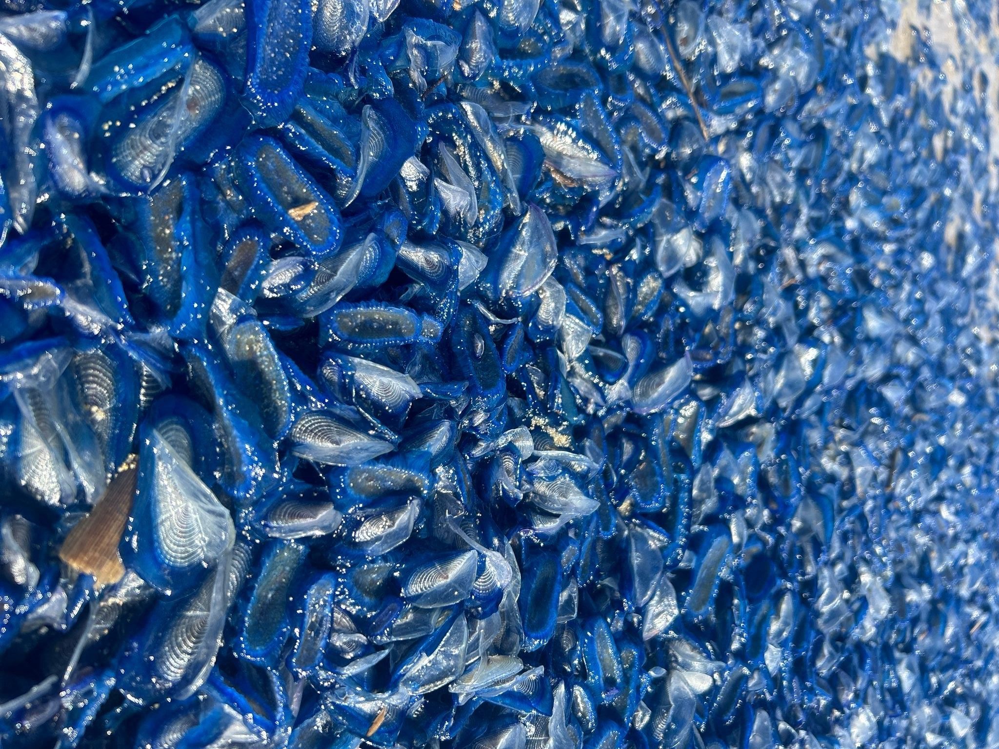 Millionen und Abermillionen Segelquallen stranden im April an der Westküste der USA.