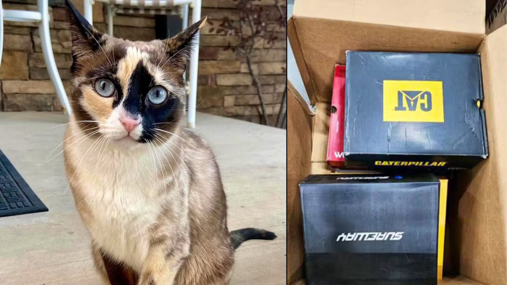 Katze weg – 1.000 Km entfernt in Amazon-Paket gefunden