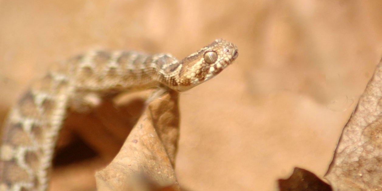 Die Gemeine Sandrasselotter ist auf dem asiatischen und afrikanischen Kontinent beheimatet und sucht die Nähe zum Menschen.