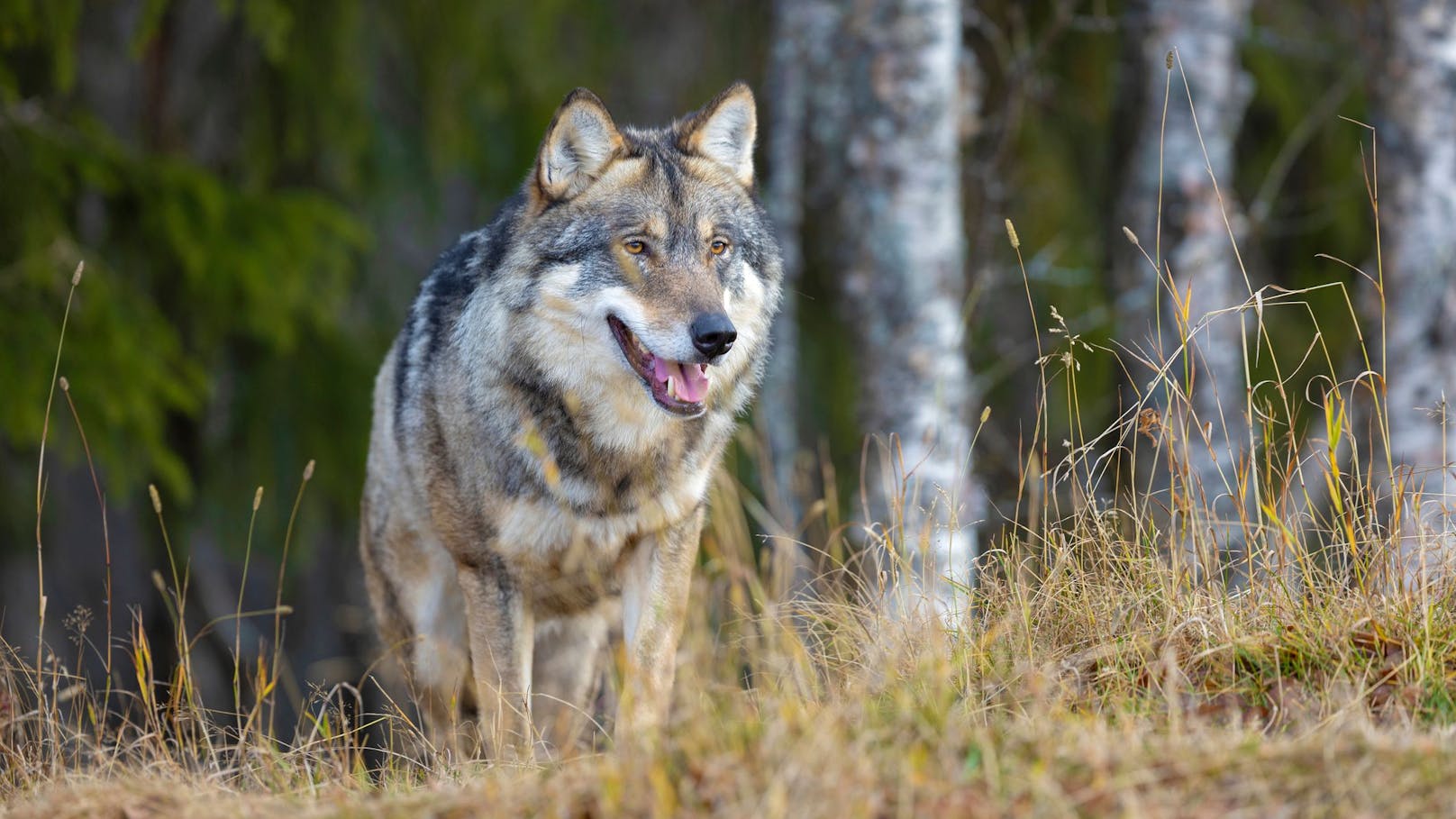 Problem-Wolf da – erstem Tier droht jetzt der Abschuss