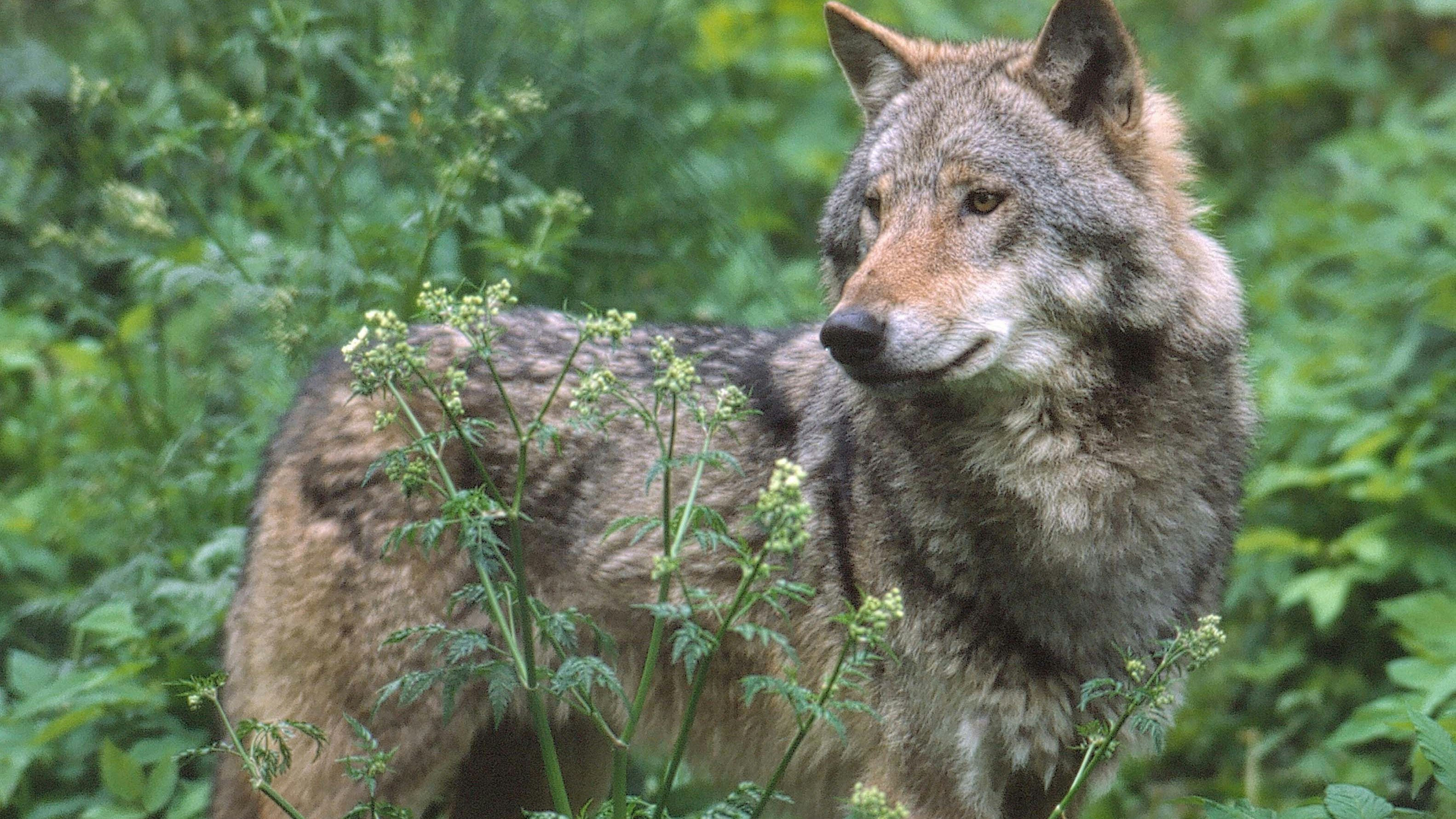 Die Wolfspopulation nimmt zu.