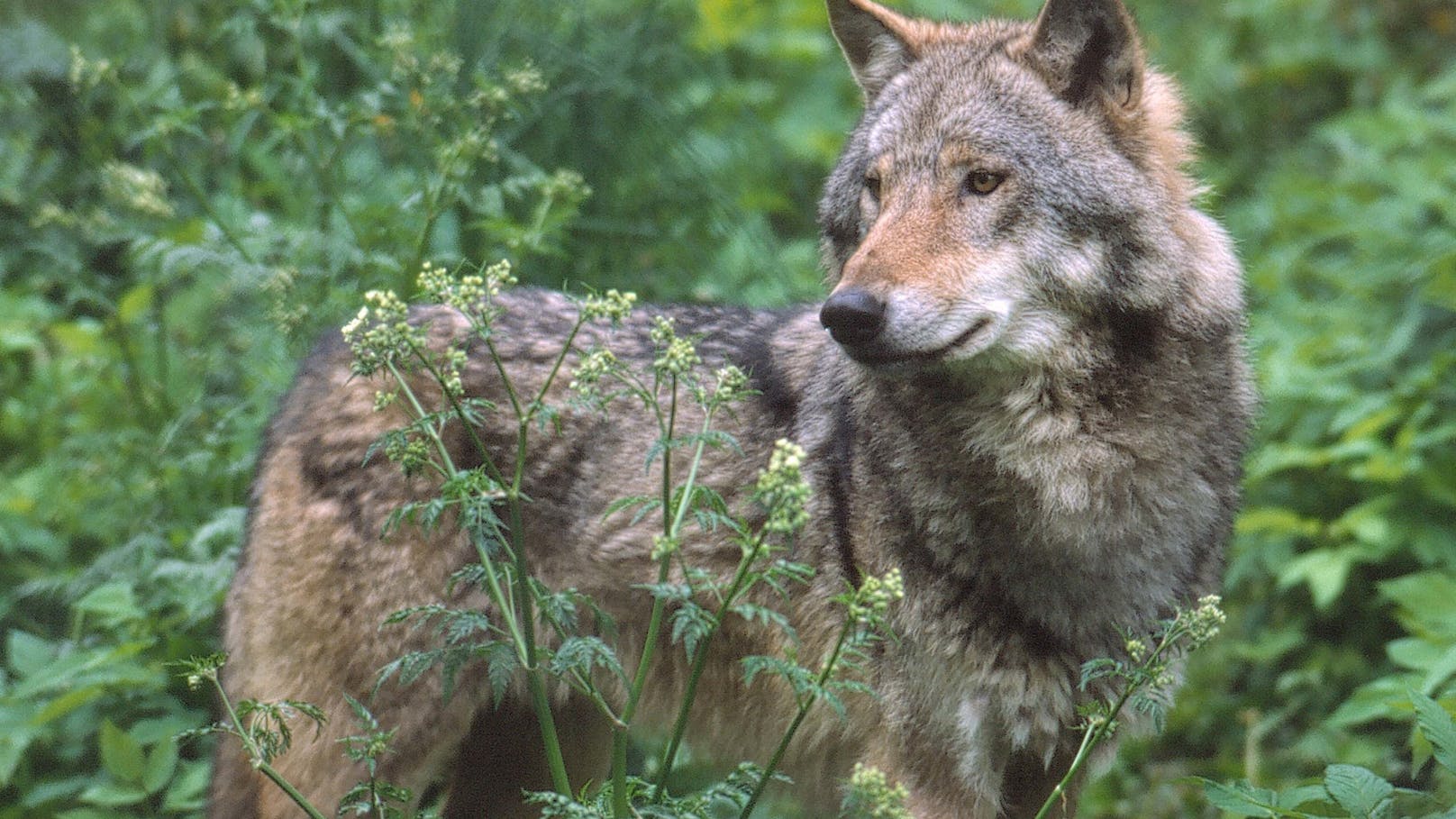 Naturschutzbund: "Müssen lernen mit dem Wolf zu leben"