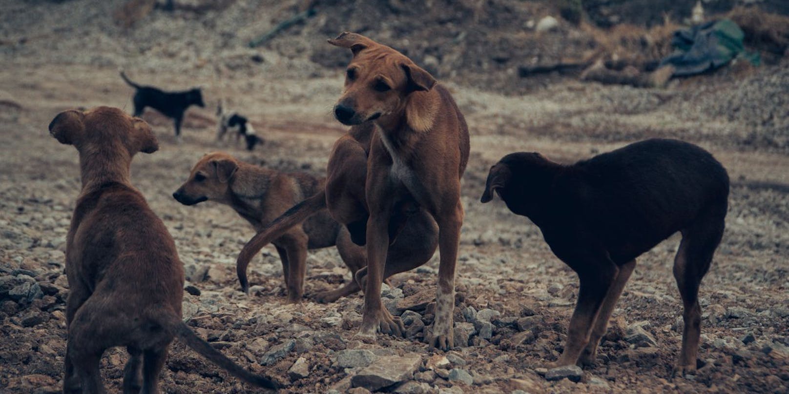 Straßenhunde sind zu Recht dem Menschen nicht mehr ganz so zugetan.