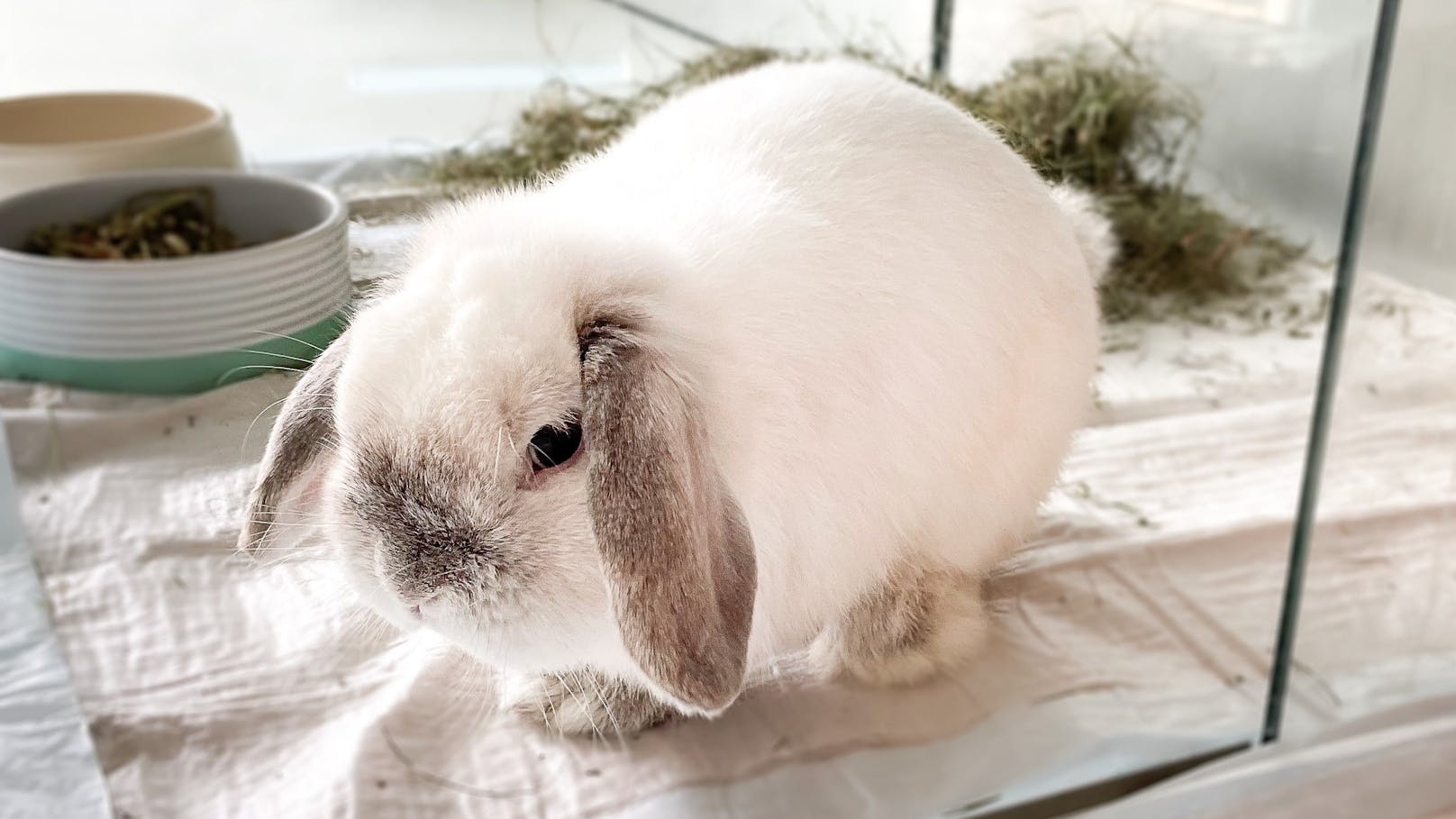 <strong>WILLOW:</strong> Der tapfere Kaninchenbub (3) wurde in einem Käfig in einem Müllraum gefunden. Bei Willow besteht der Verdacht, dass er an EC (Encephalitozoon cuniculi) erkrankt ist. Er wird daher ausschließlich zu einem Kaninchen vermittelt, bei dem ebenfalls der Erreger nachgewiesen wurde.