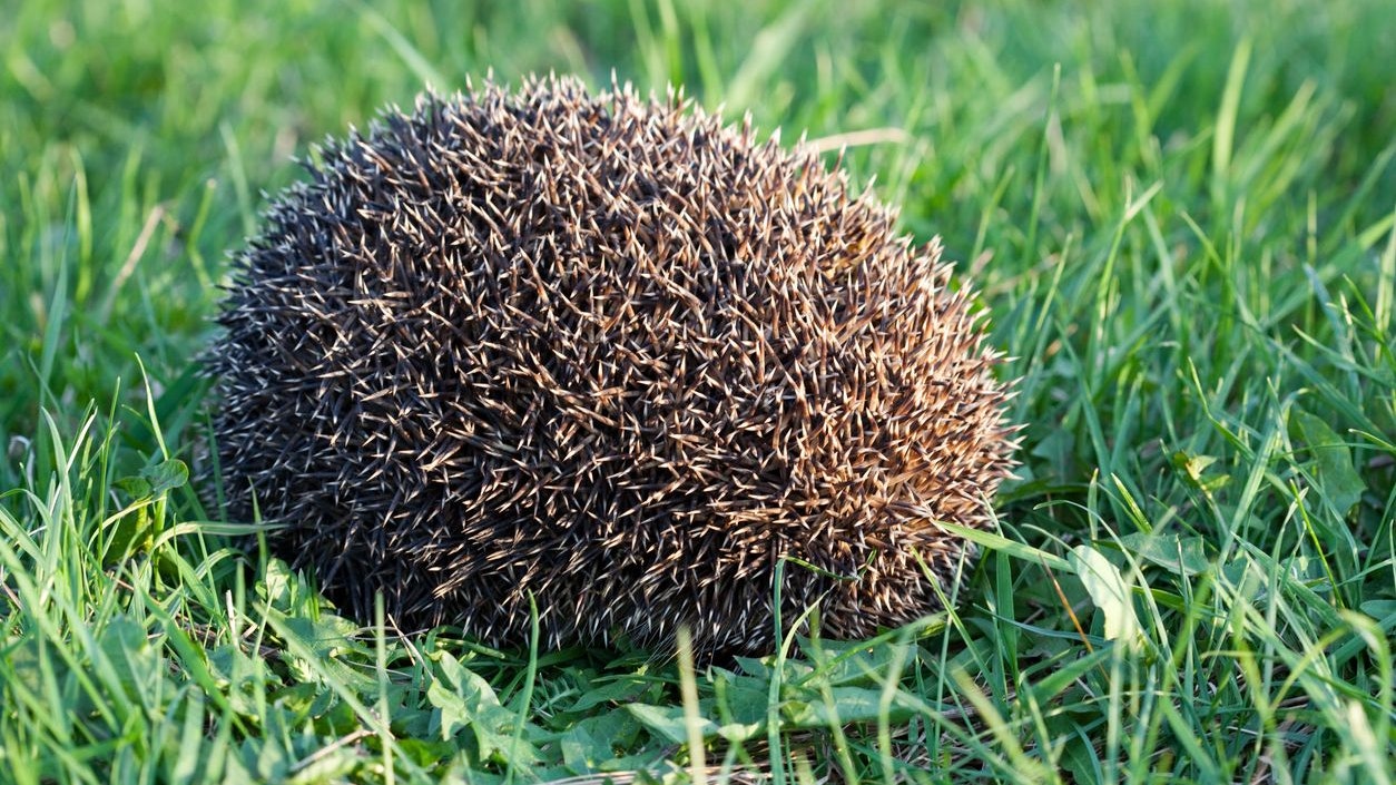 Auch wenn sich der Igel wie ein Ball formen kann, ist er noch längst keiner. 