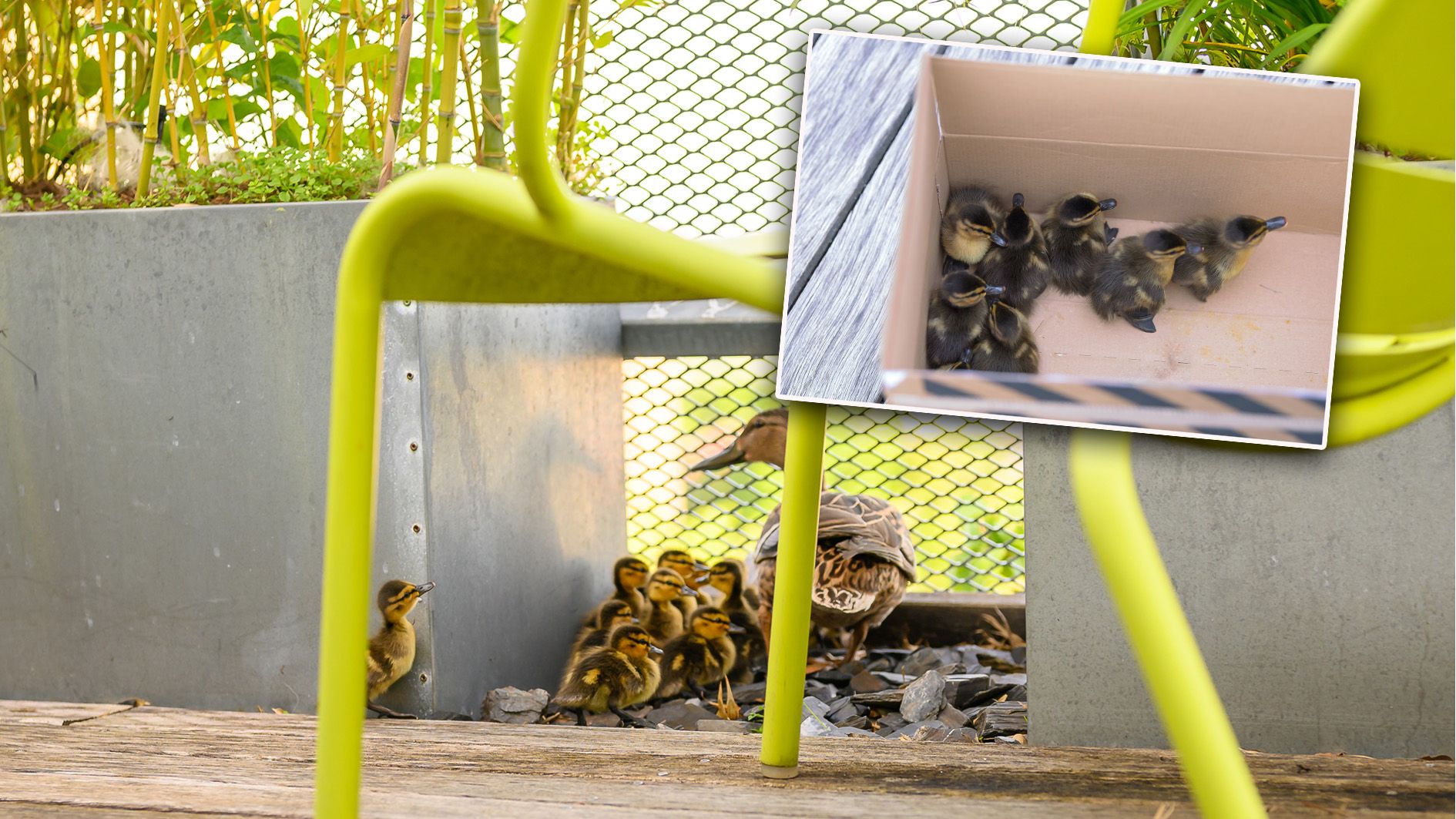 Eine Entenfamilie befand sich am Montagvormittag in Lebensgefahr. Sie wurden zum Glück gerettet.