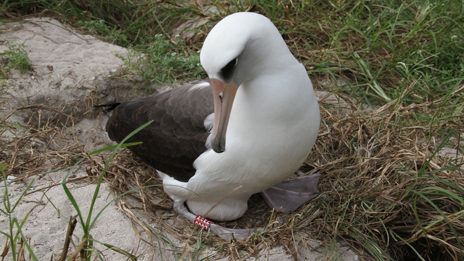 Laysanalbatrosse werden erst zwischen sieben und zehn Jahren geschlechtsreif. 