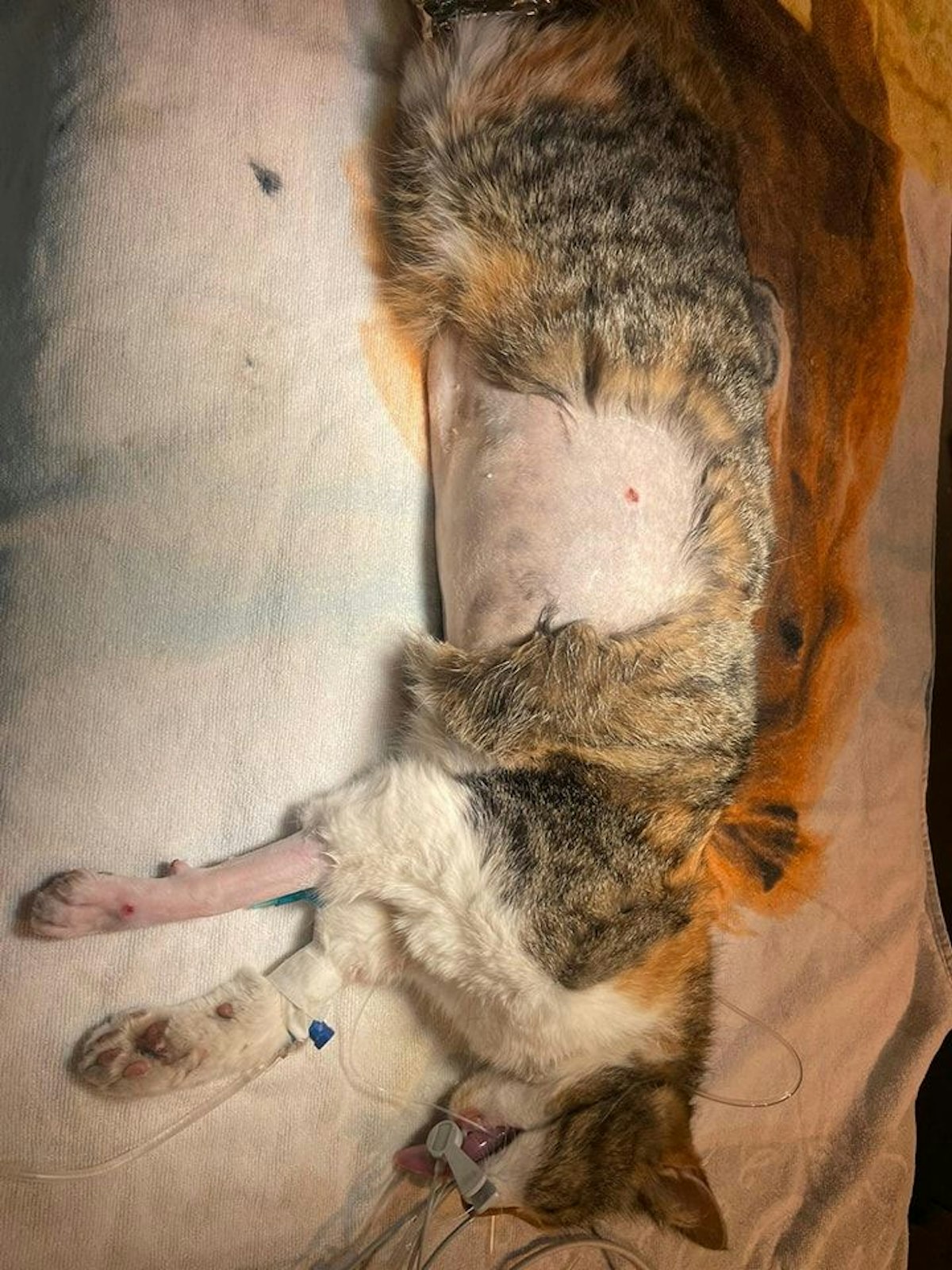 Im Bezirk Leoben schoss ein Unbekannter mit einem Luftdruckgewehr auf eine Katze. 