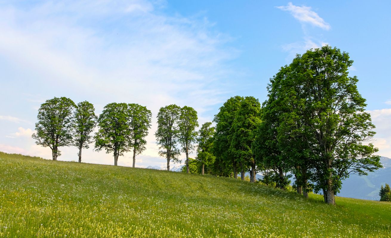 In Österreich wären im Gebirge die Weißtanne, die Rotbuche und der Bergahorn (Bild) gut geeignet, mit extremen Temperaturen zurechtzukommen.