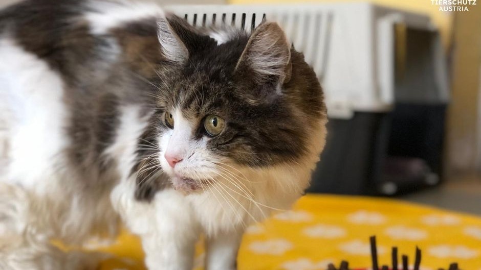 Heute.at - Wir gratulieren Giuseppe herzlich zum 16. Geburtstag