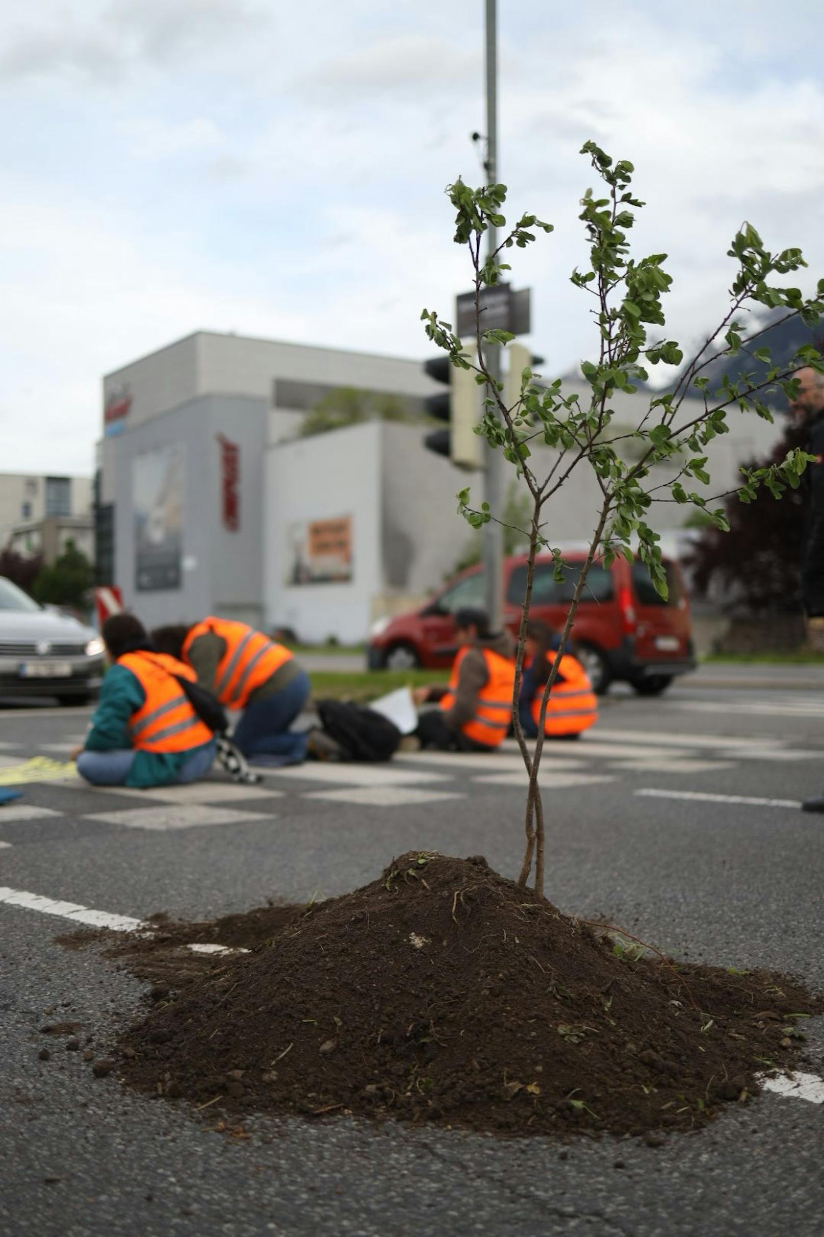 Baum mitten auf Kreuzung gepflanzt