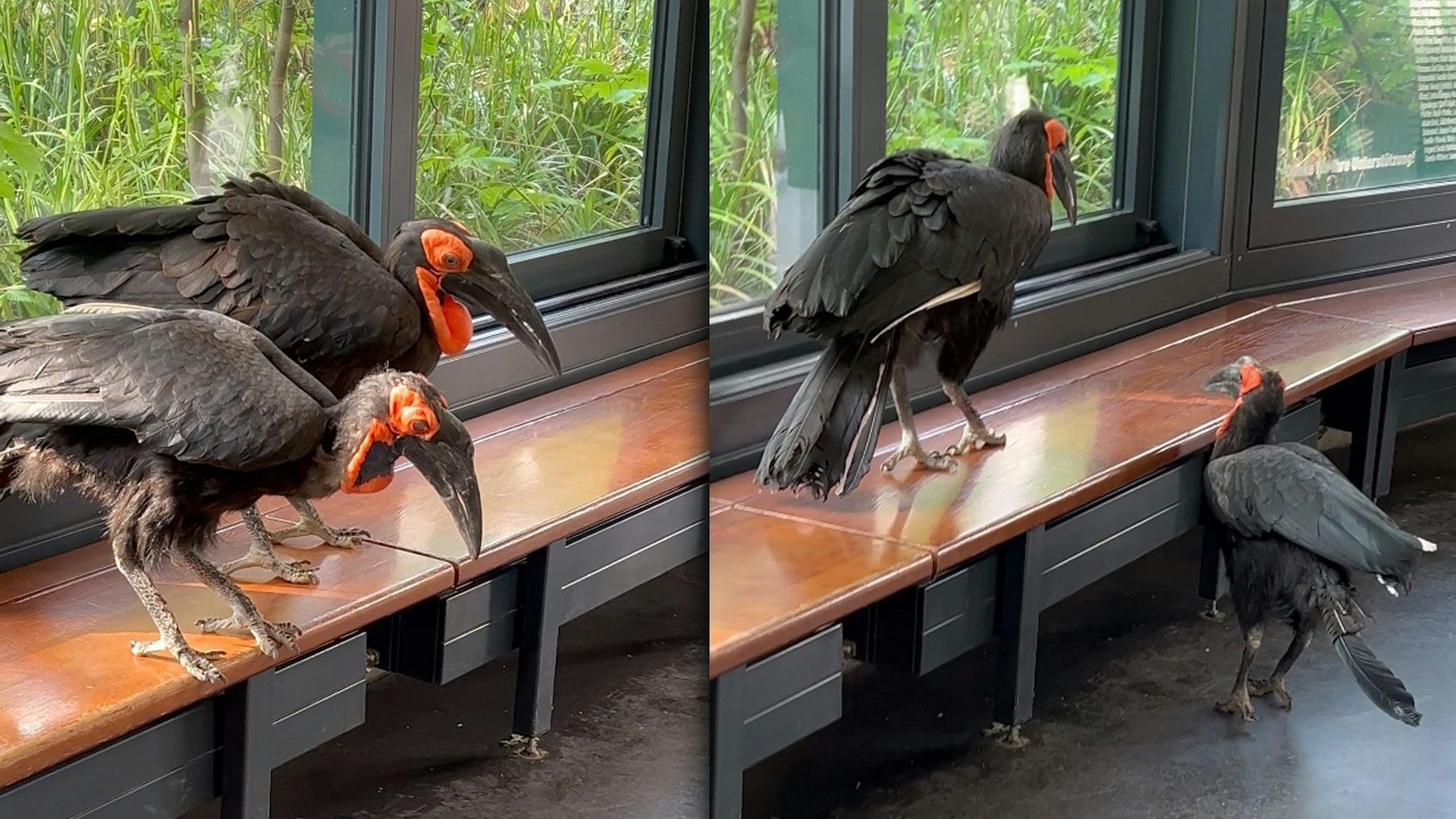 Eine Wienerin traf im Tiergarten Schönbrunn auf zwei Zoo-Bewohner, die sich außerhalb ihres Geheges aufhielten.