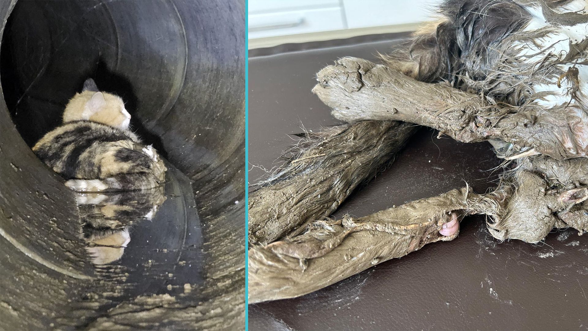 Eine Katze flüchtete offenbar nach einem Autounfall in ein Abwasserrohr.