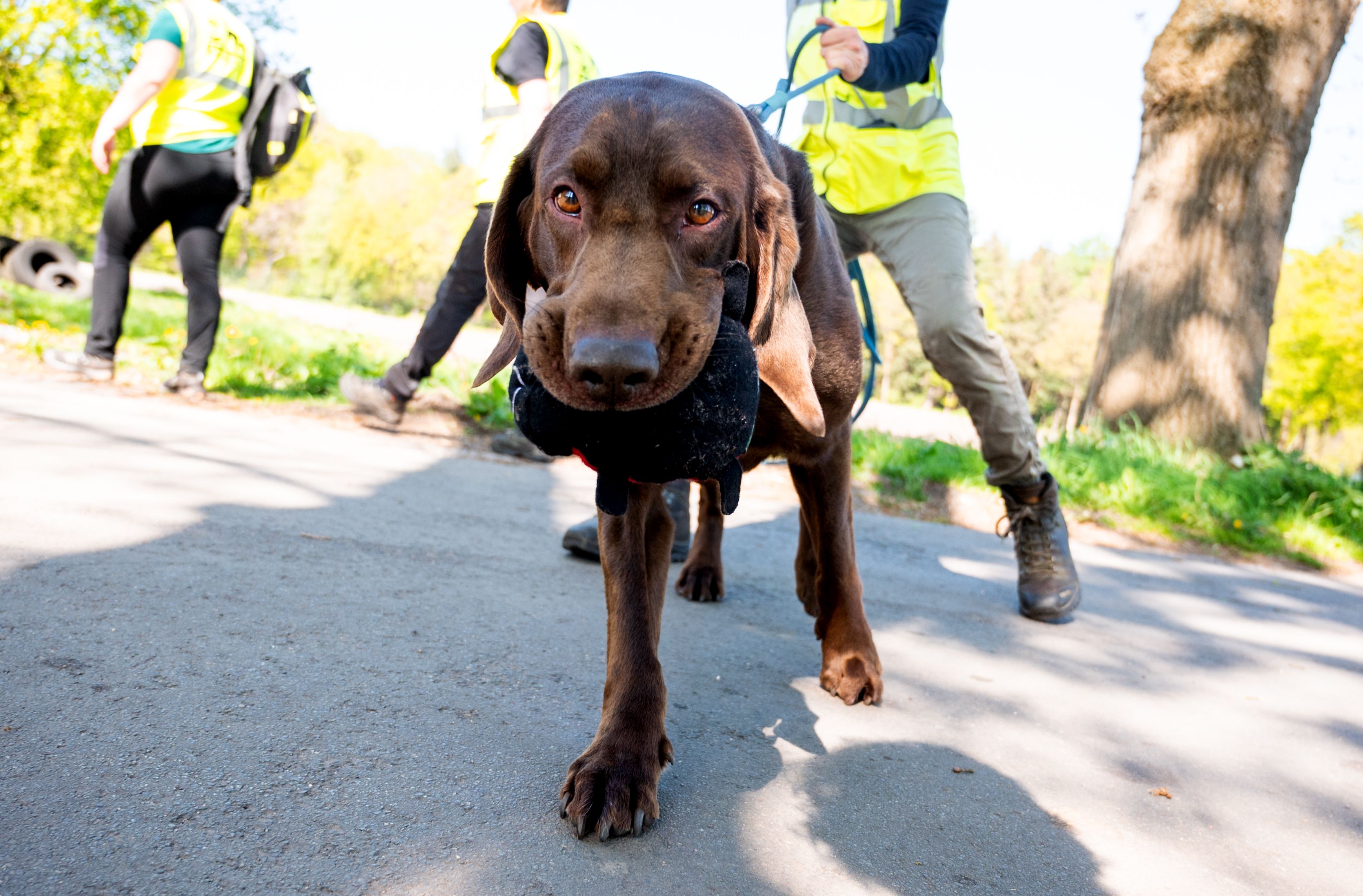 Im Falle des vermissten Arians (6) setzt ein privater Suchtrupp nun auch auf die Künste von Sprühund Knut. 