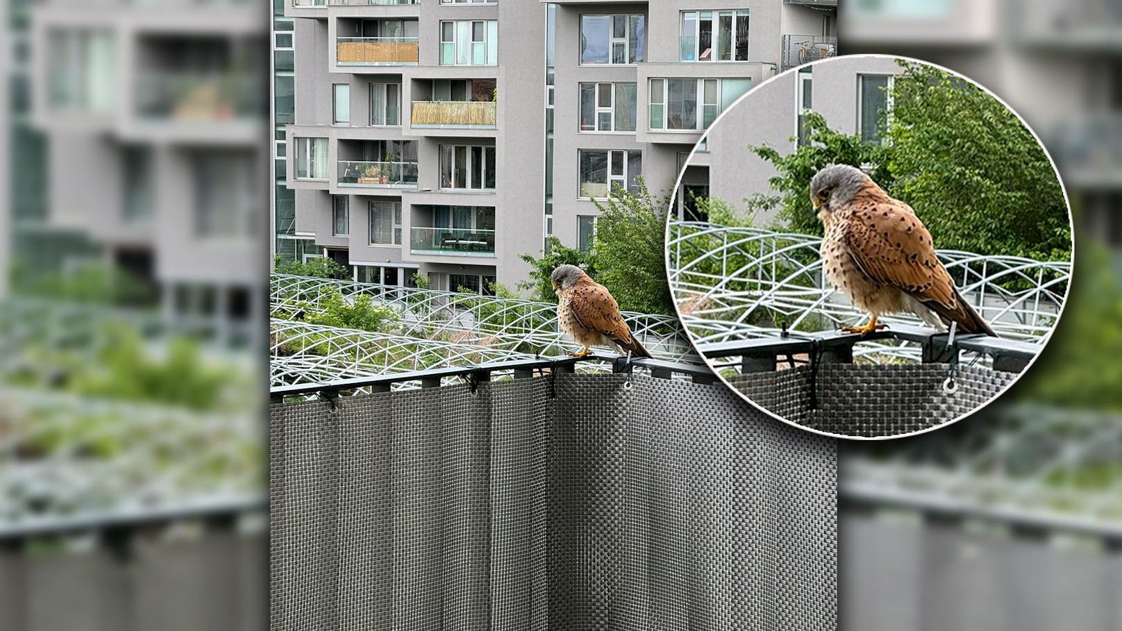 Raubvogel macht gerne Nickerchen auf Wiener Terrasse