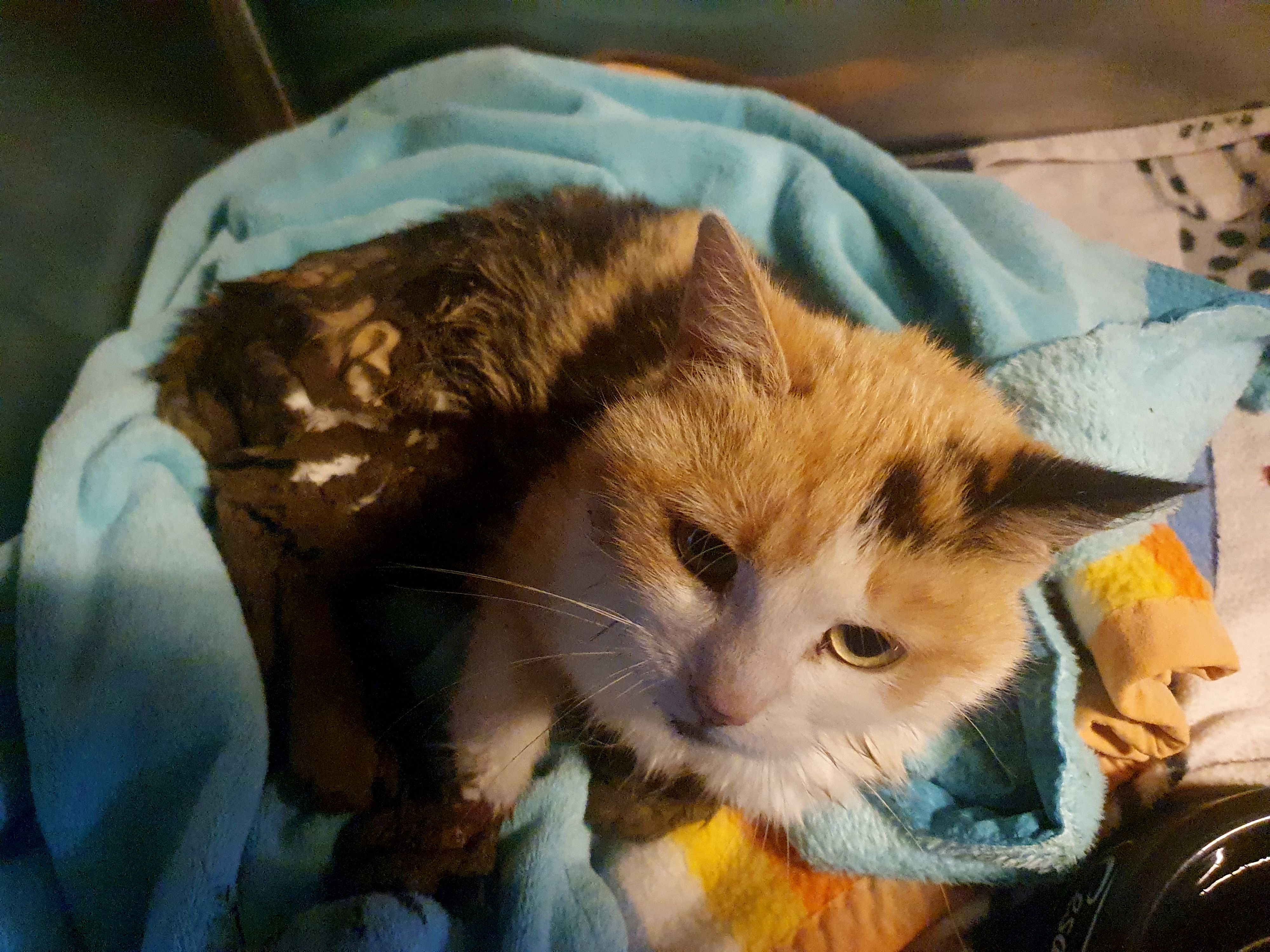 Die Katze war so schwer an den Beinen verletzt, dass sie von den Helfern eingeschläfert werden musste.