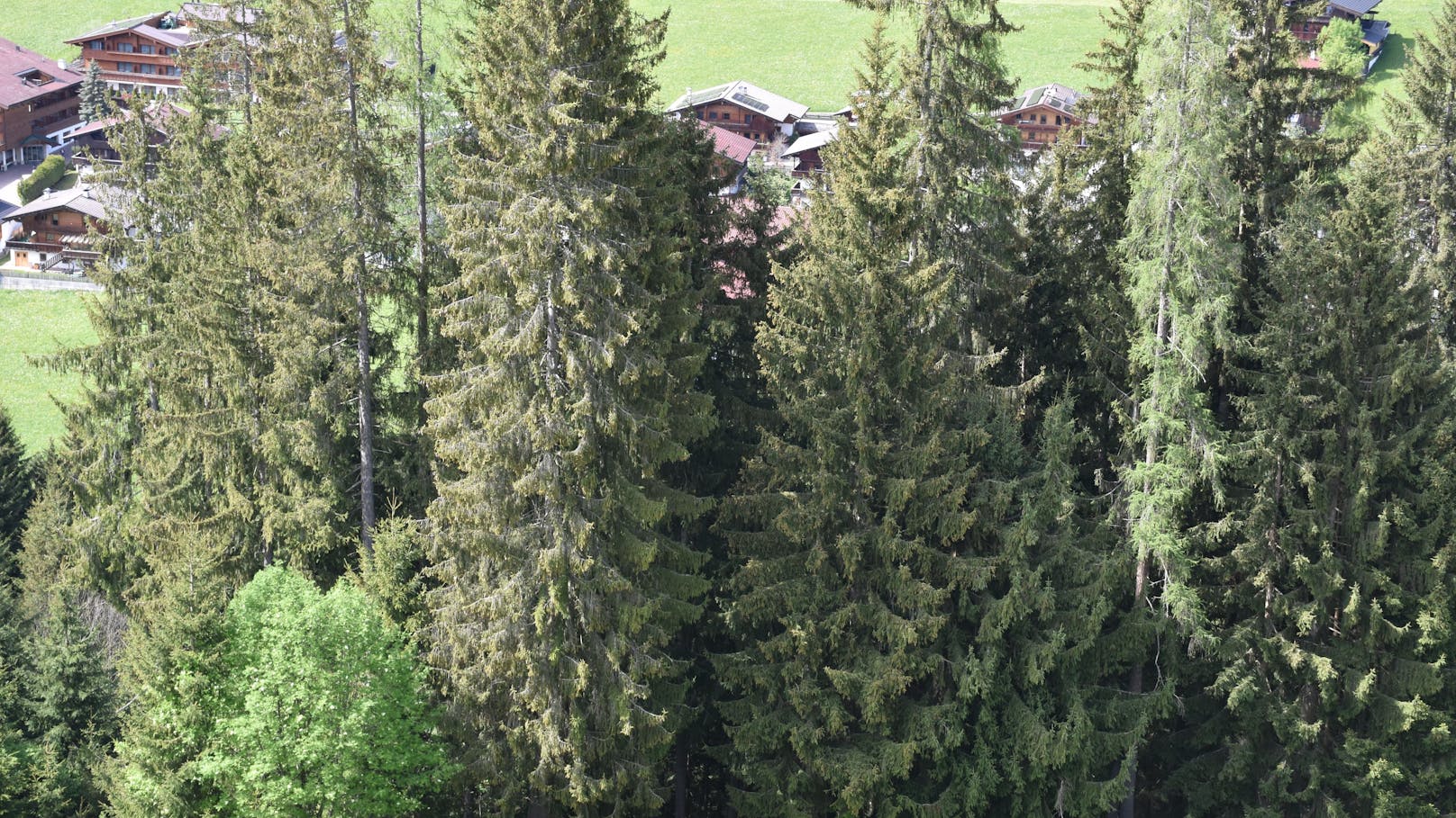 In der Nacht auf Samstag ereignete sich in Tirol ein schwerer Rodelunfall. Ein 25-Jähriger prallte mit dem Schlitten gegen einen Baum und wurde schwer verletzt.