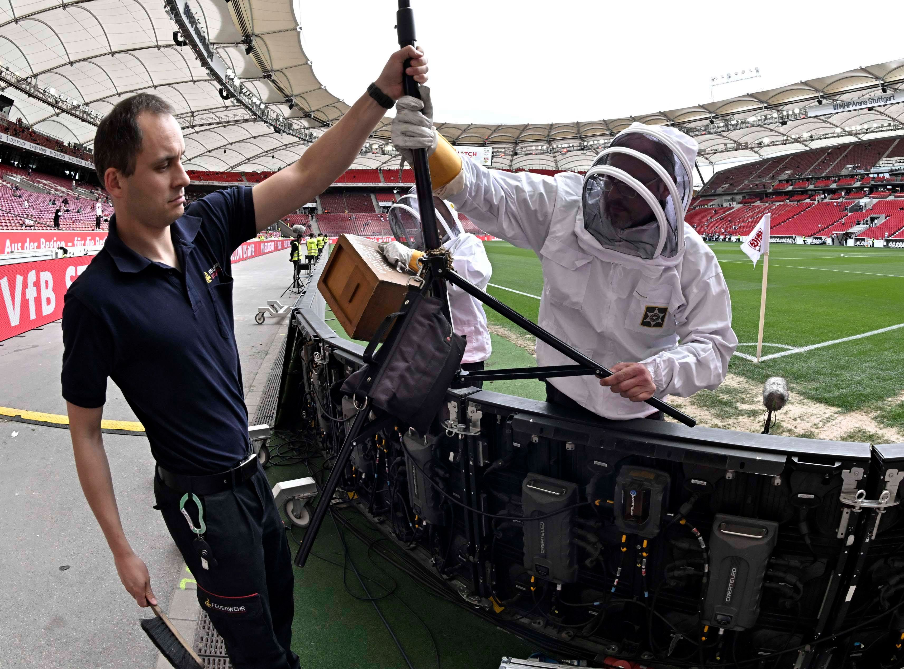 Bienenschwarm in Stuttgart