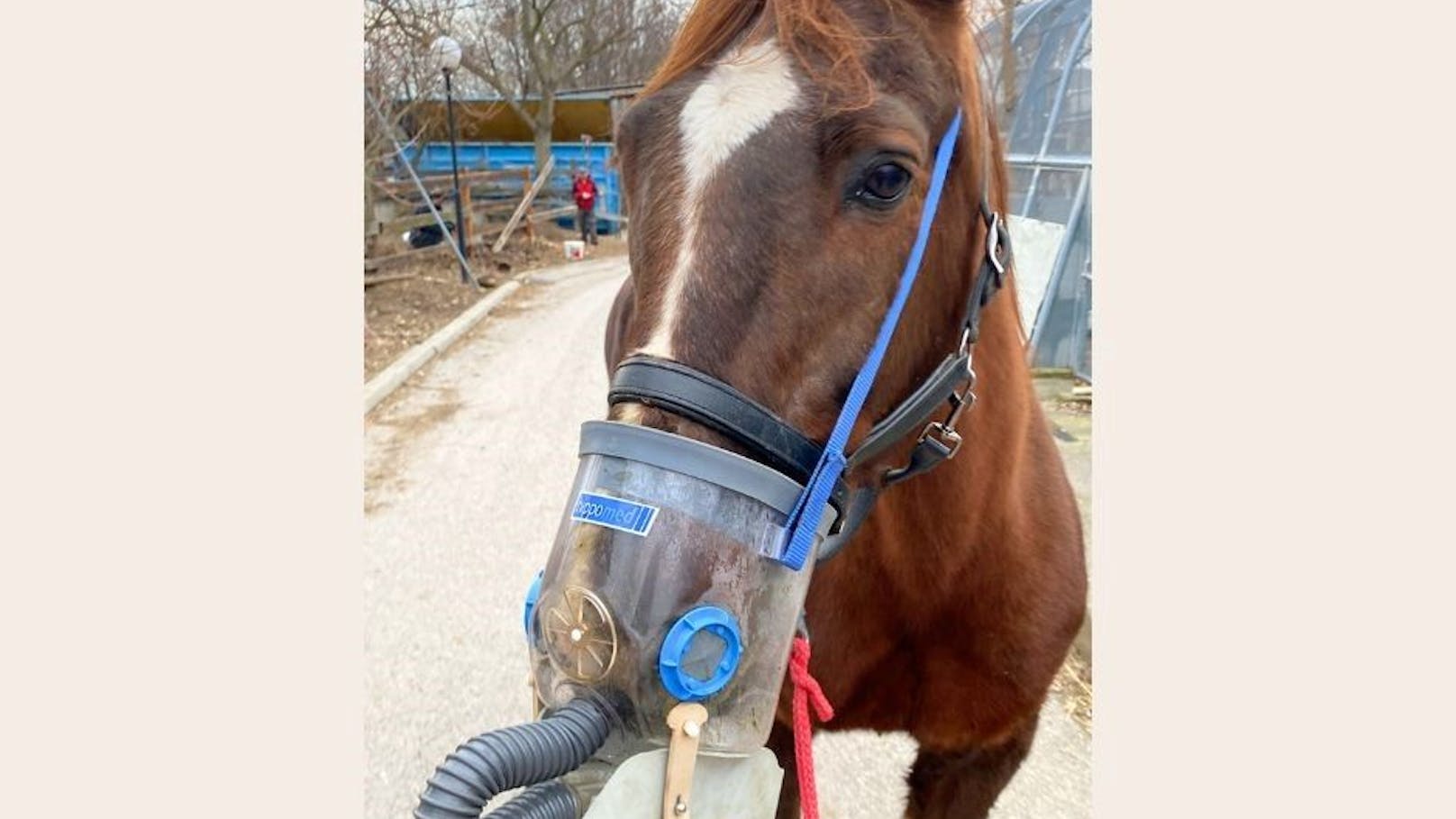 Tierheim Vösendorf sucht Paten für Pferd mit Asthma
