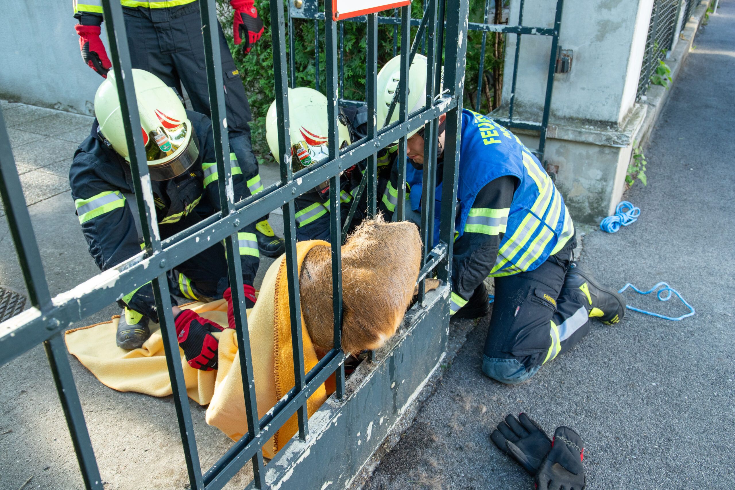 Das Tier musste von der Feuerwehr befreit werden