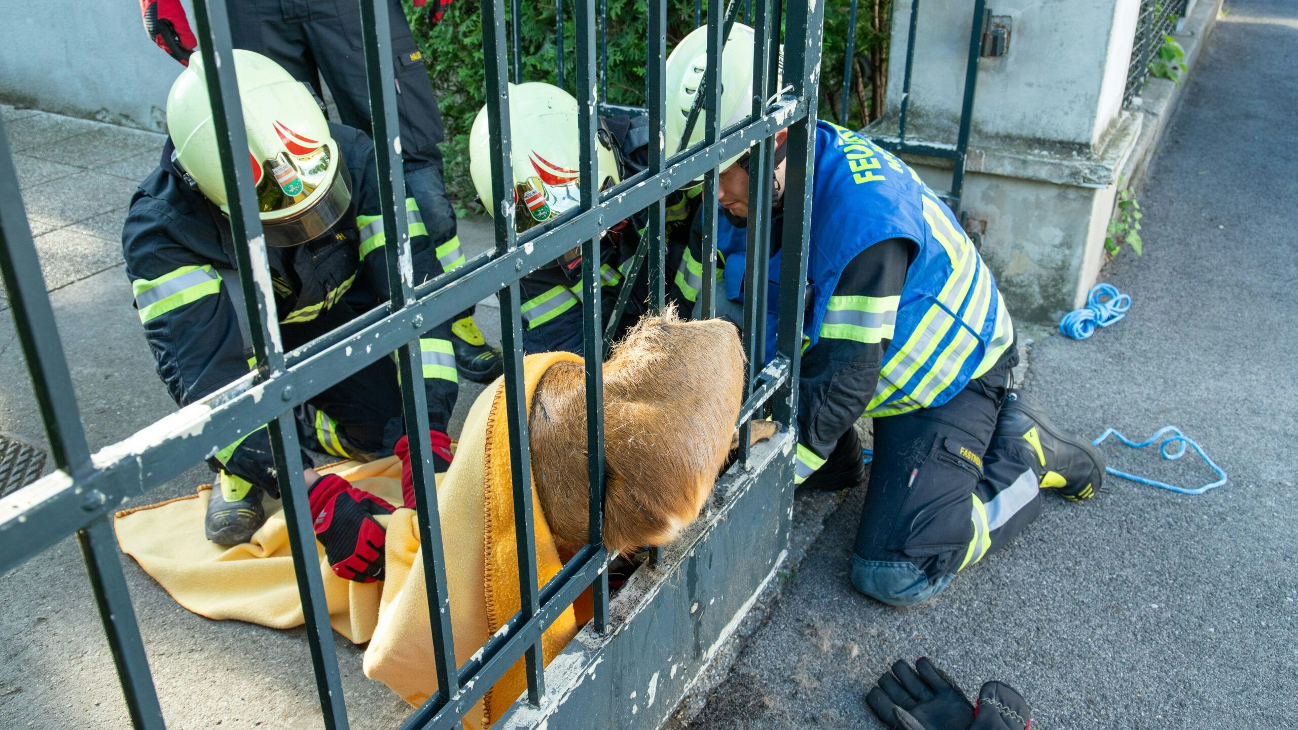 Das Tier musste von der Feuerwehr befreit werden