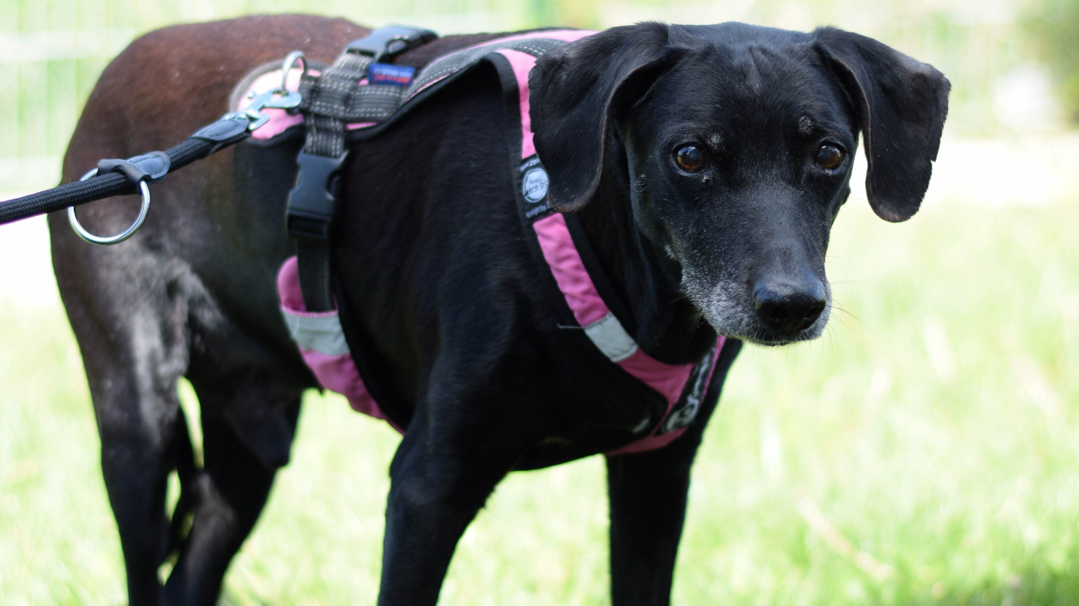 Der 11-jährige Roku sehnt sich nach Geborgenheit.