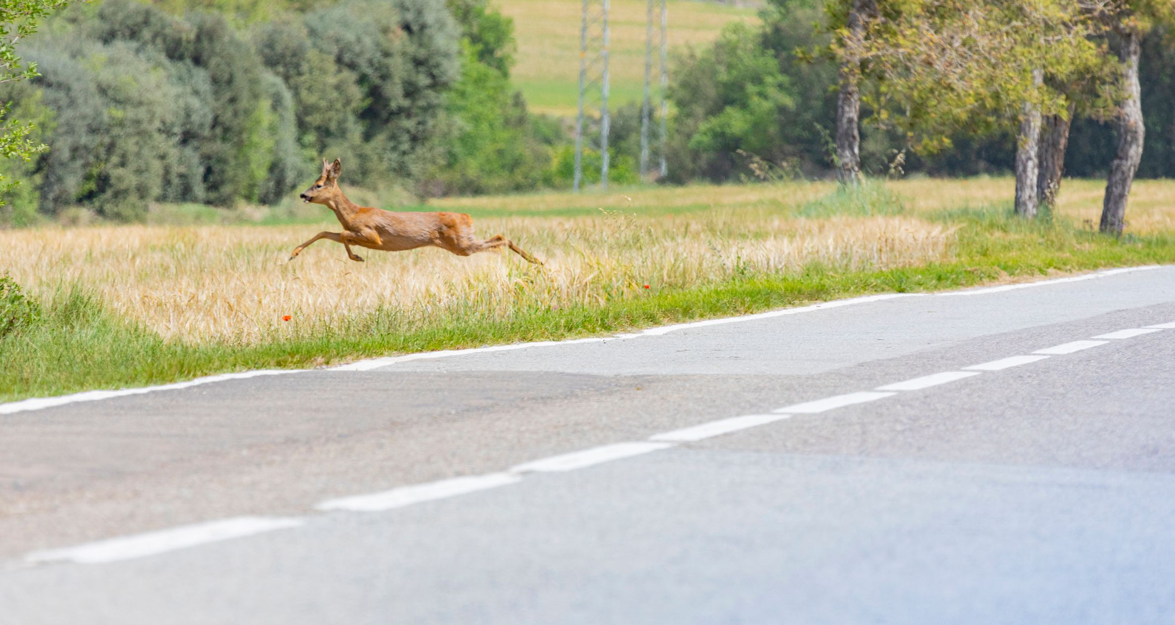 Der ARBÖ warnt vor Wildwechsel im Frühjahr – damit es nicht zu Unfällen kommt, gibt's Tipps von den Experten. (Symbolfoto)