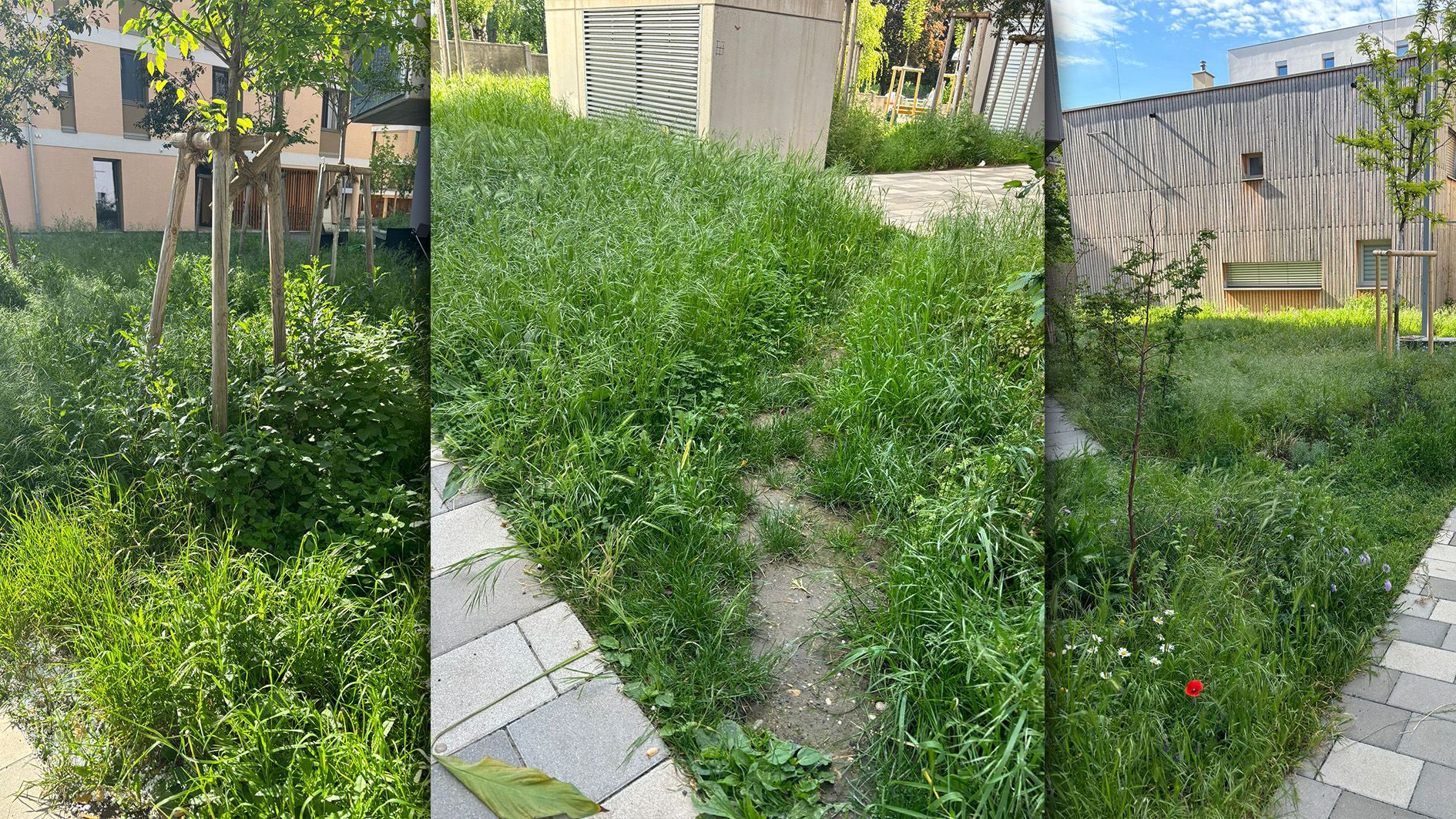 Ein Anrainer eines Wohnkomplexes in Wien Meidling ärgert sich über die Hausverwaltung, die sich seiner Meinung nach nicht um die Grasflächen kümmert.