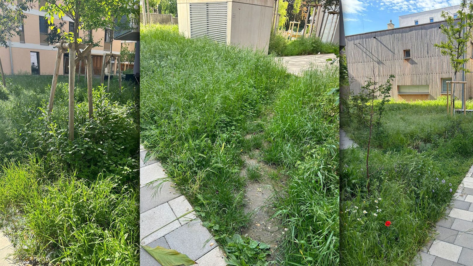 "Gras bis zum Bauch" – Hausverwaltung mäht Rasen nicht