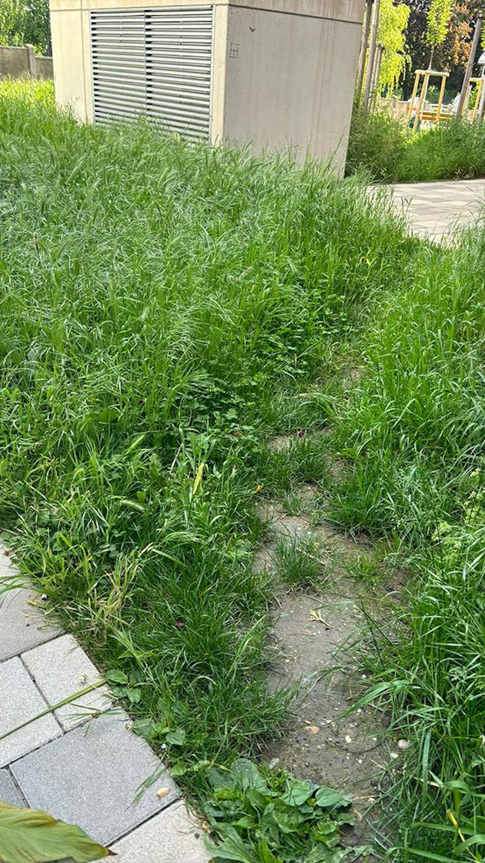 "Gras bis zum Bauch" – Hausverwaltung mäht Rasen nicht