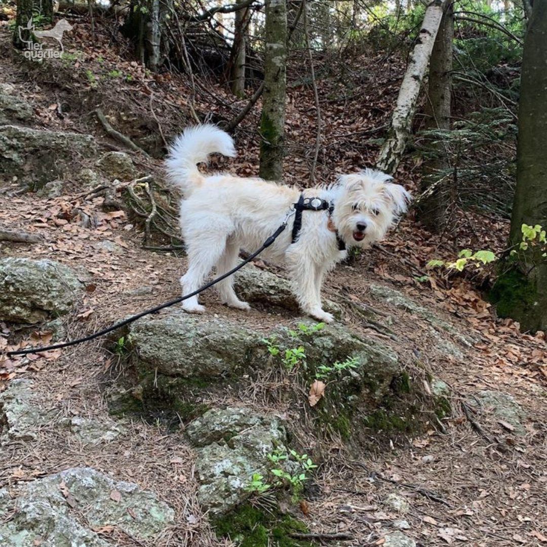 Hündin Frieda hat ein tolles neues Zuhause gefunden.