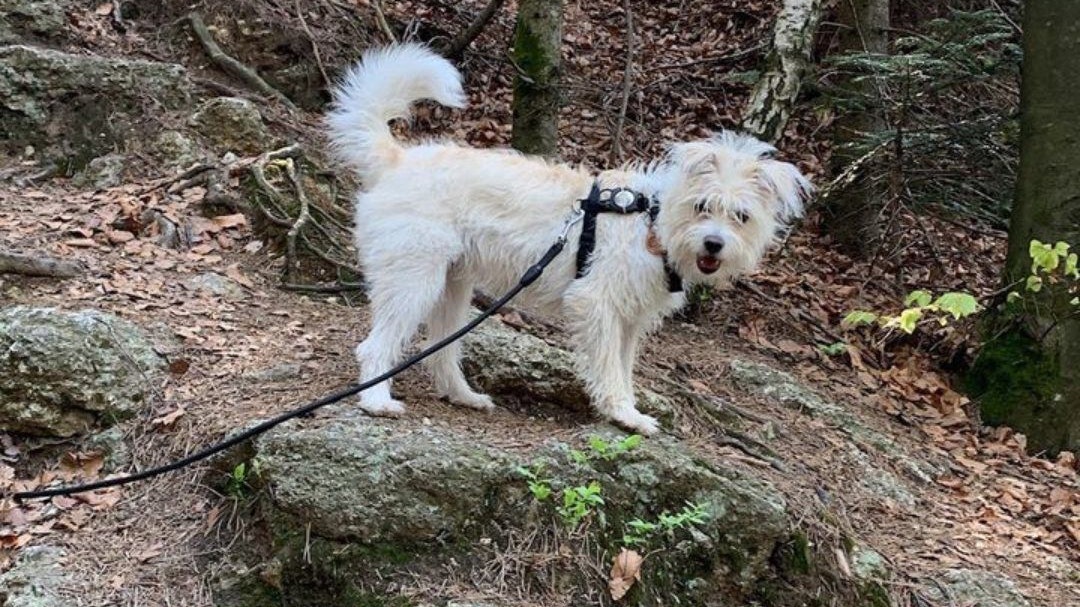 Hündin Frieda hat ein tolles neues Zuhause gefunden.