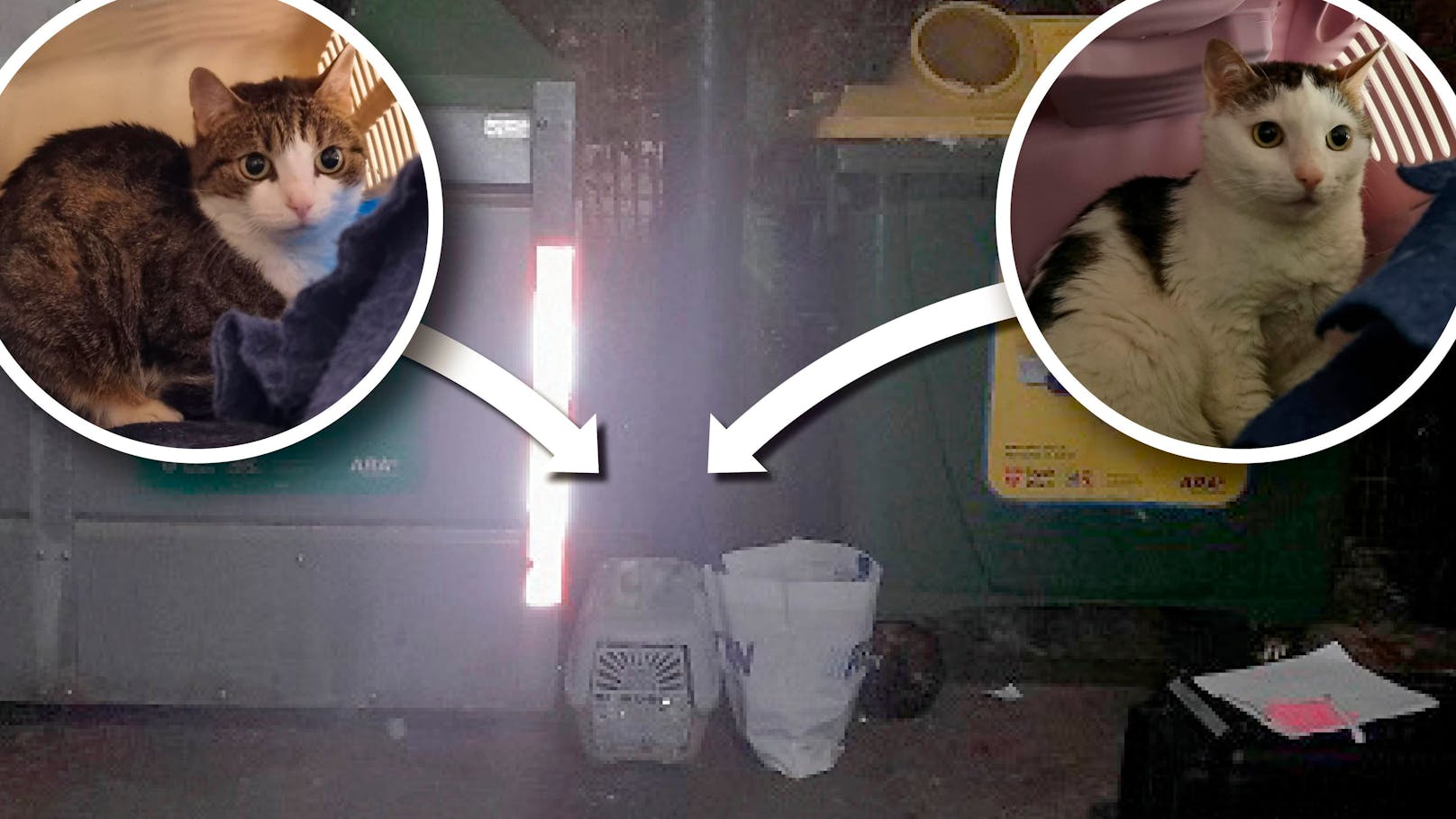 Wie Müll entsorgt – Katzen bei Mistkübeln gefunden