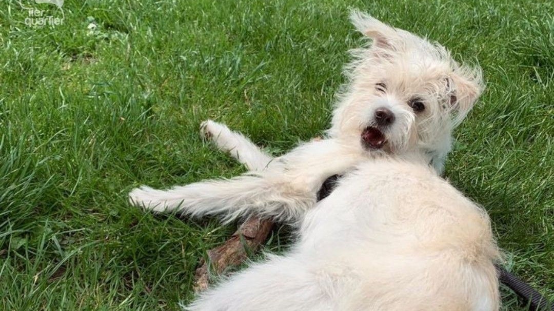 Als Welpe wurde Frieda in einem Park ausgesetzt.