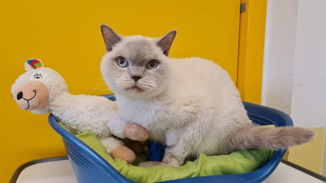 Der Kater hatte Flüssigkeit im Herzbeutel und musste in die Tierklinik