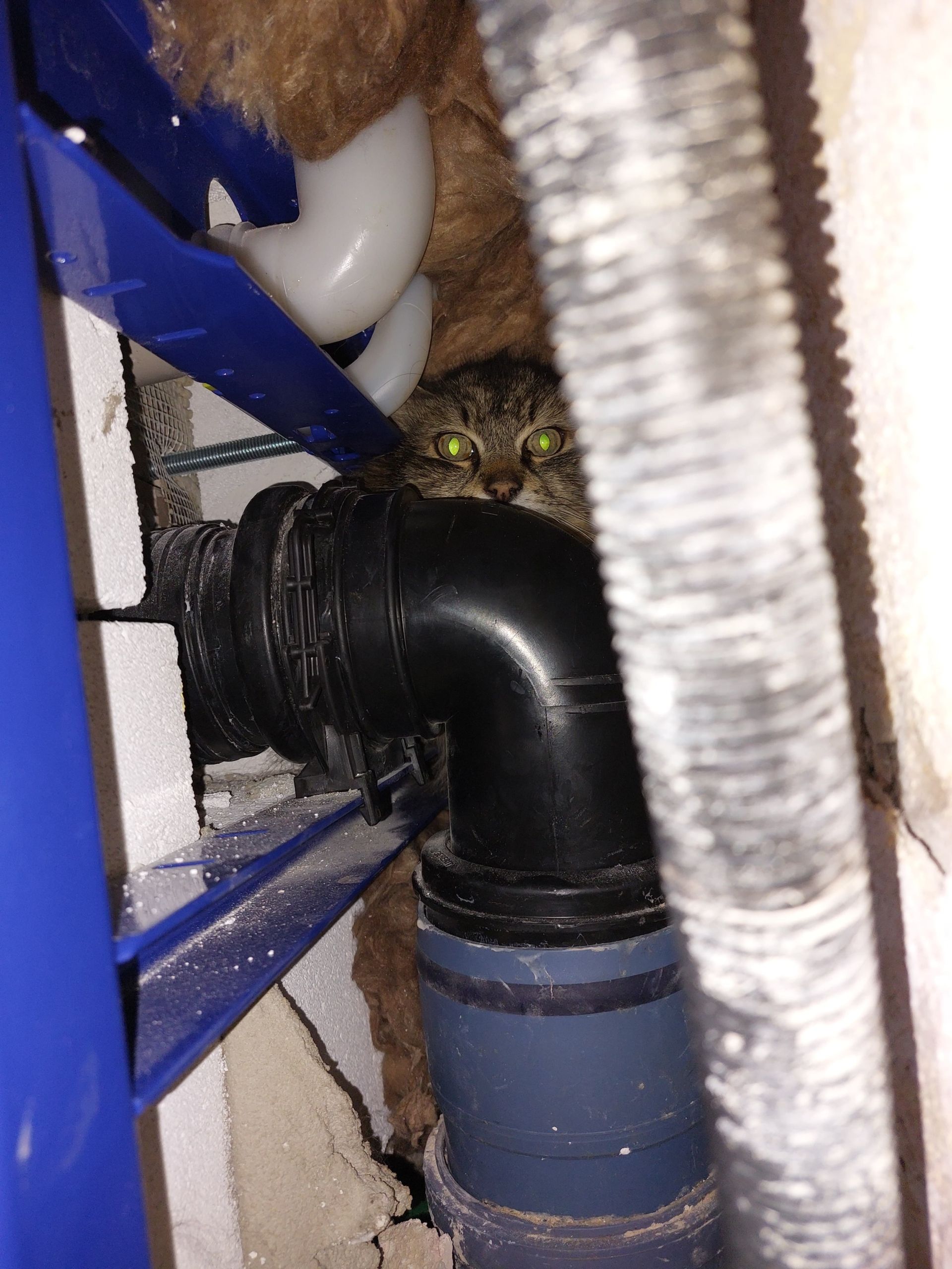 Der Kater konnte sich selbst nicht mehr befreien