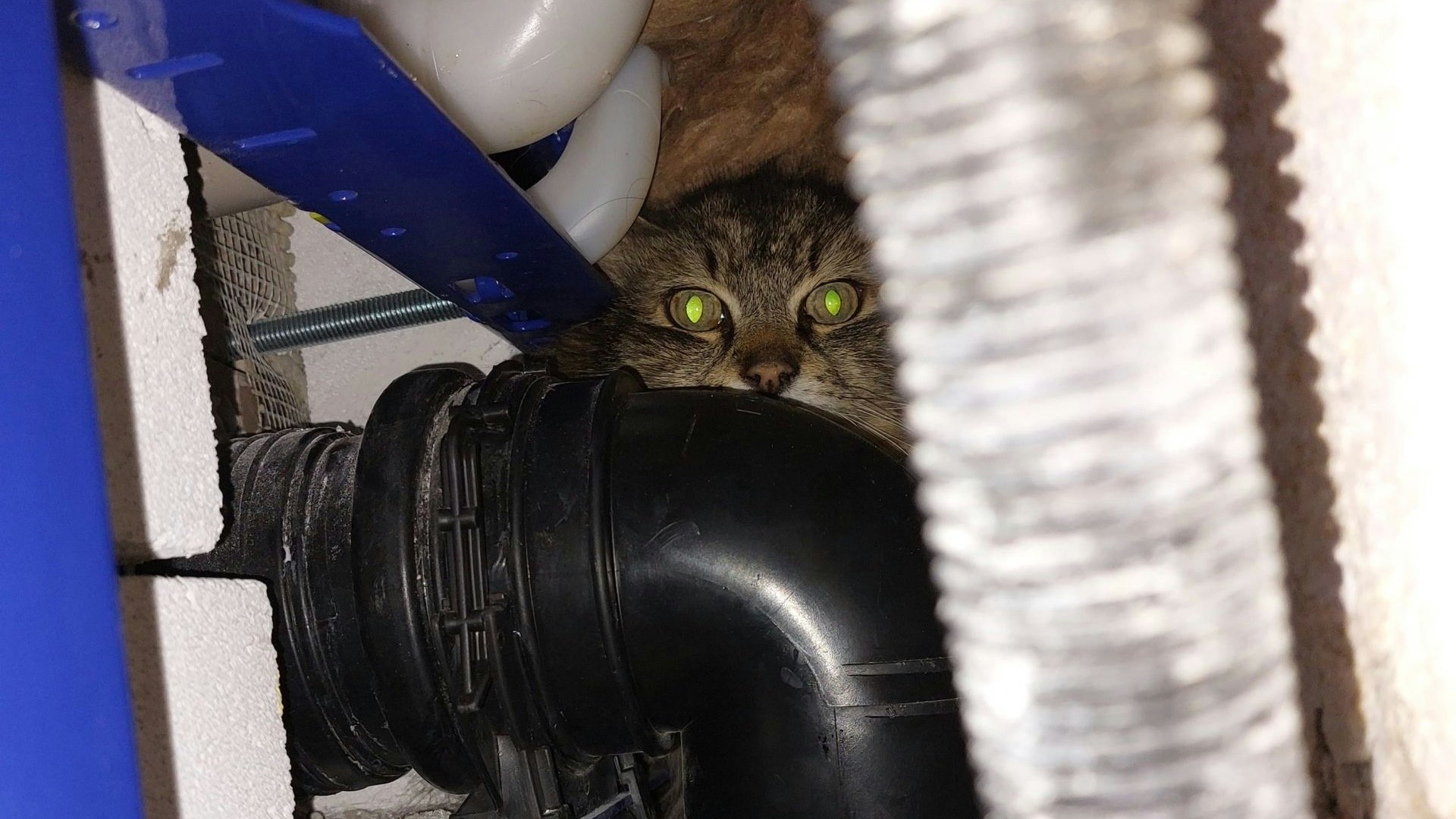 Heute.at - Kater Nilo war zwei Tage in einer Mauer gefangen